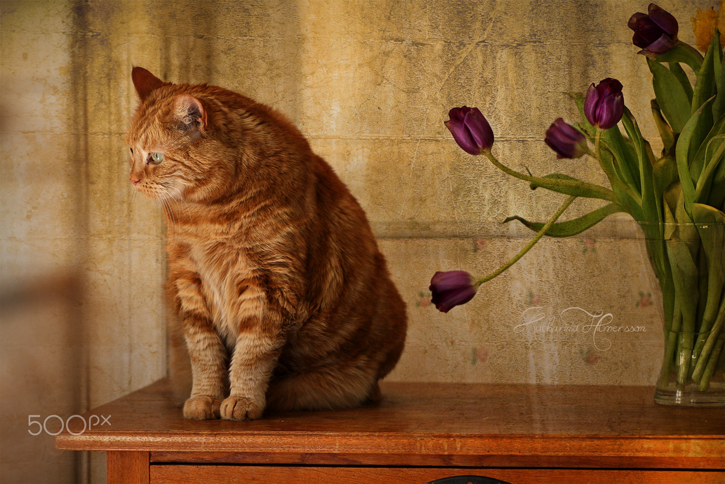 Canon EOS 60D + Tamron SP AF 90mm F2.8 Di Macro sample photo. My cat. 21 years old. photography