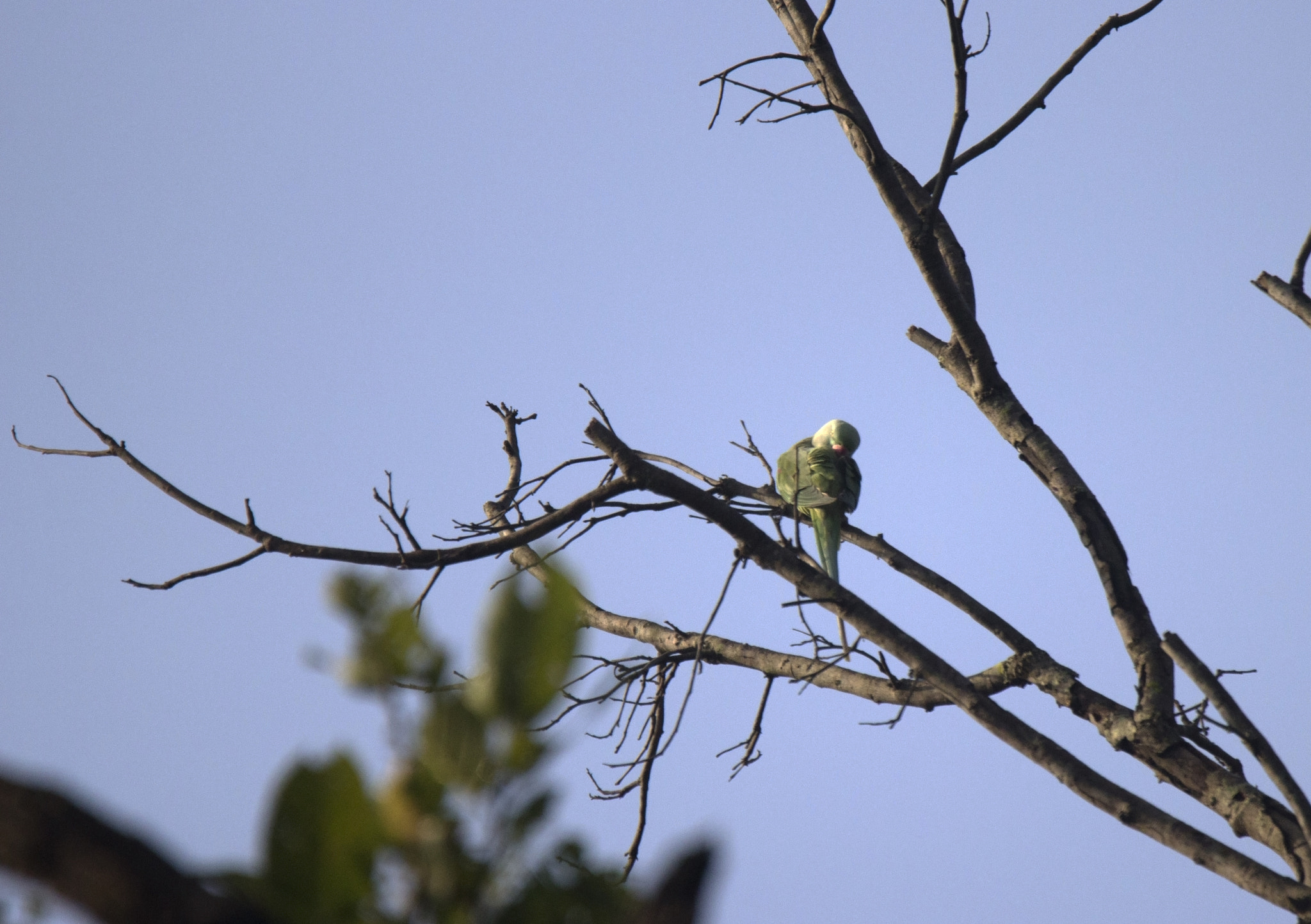 Tamron SP 150-600mm F5-6.3 Di VC USD sample photo. Kanha national  park photography