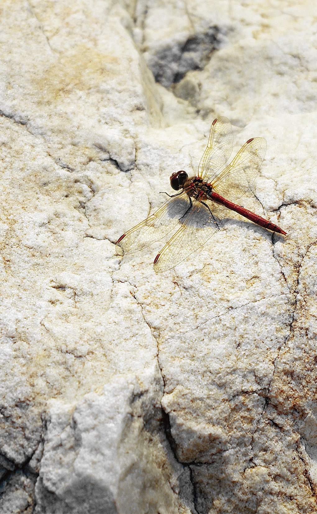 smc PENTAX-DA L 18-55mm F3.5-5.6 sample photo. Dragonfly photography