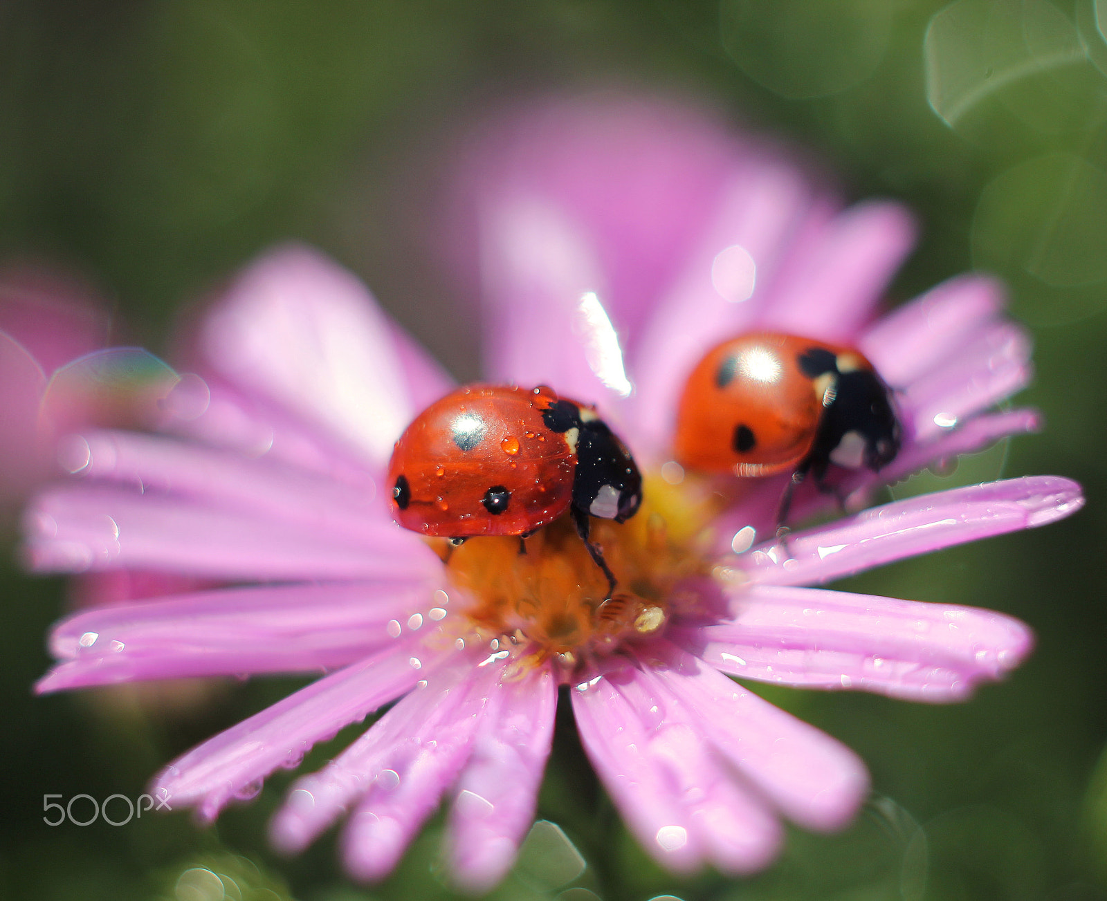Canon EF 35-80mm f/4-5.6 sample photo. Lovers photography