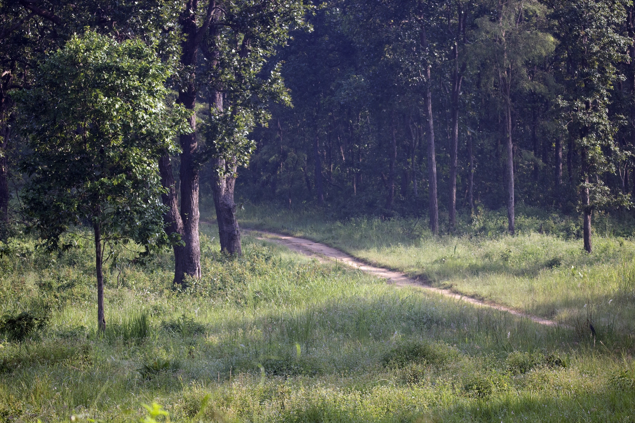 Tamron SP 150-600mm F5-6.3 Di VC USD sample photo. Kanha national  park photography