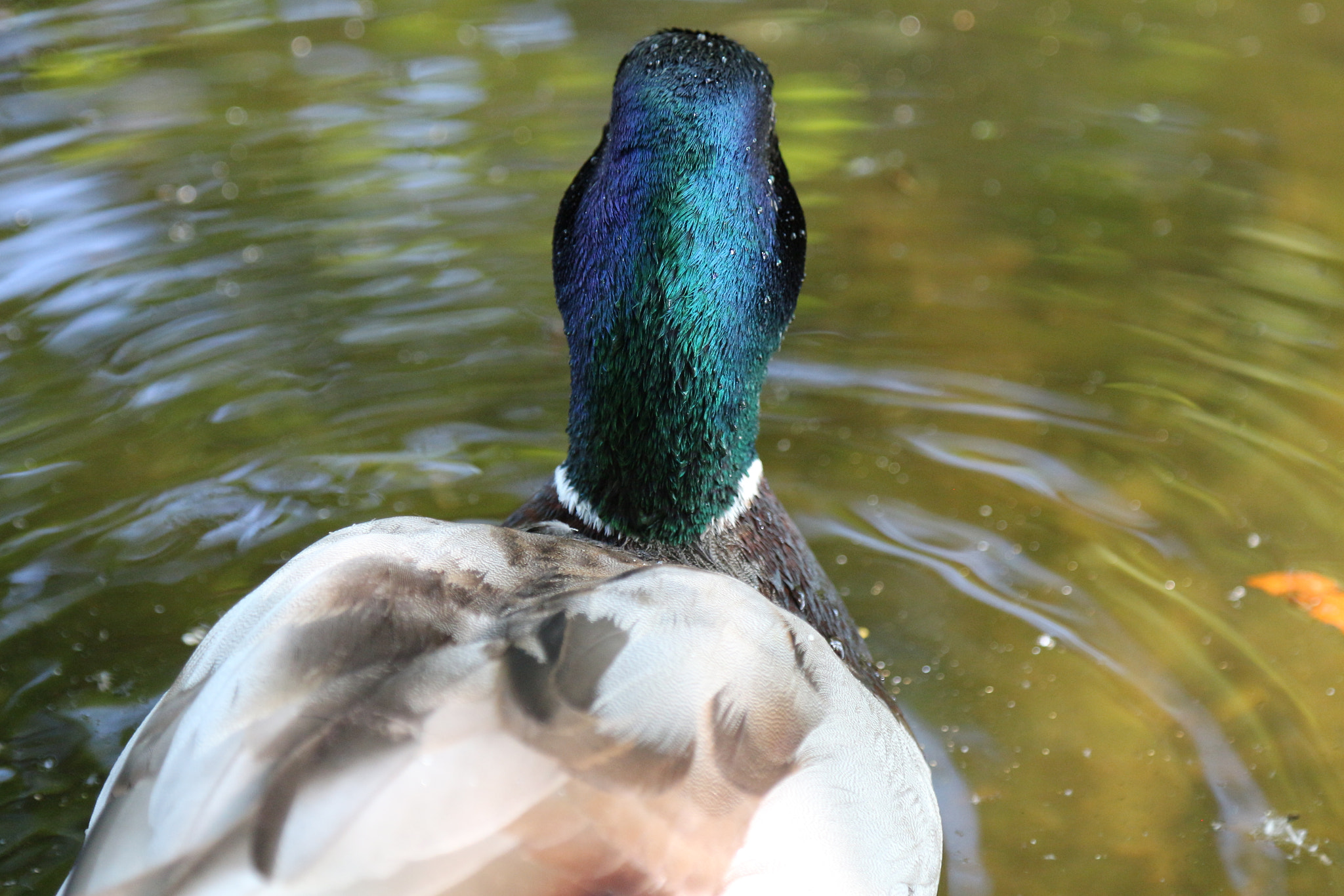 Canon EOS 650D (EOS Rebel T4i / EOS Kiss X6i) sample photo. The colors of a mallard photography