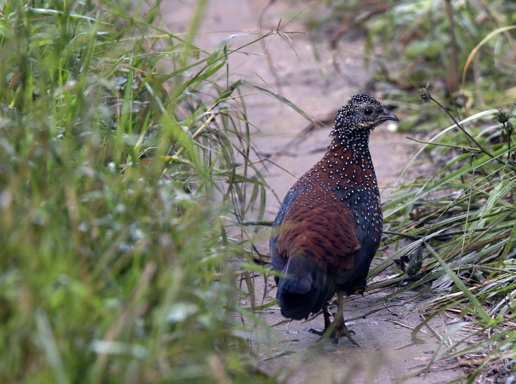 Tamron SP 150-600mm F5-6.3 Di VC USD sample photo. Kanha national  park photography