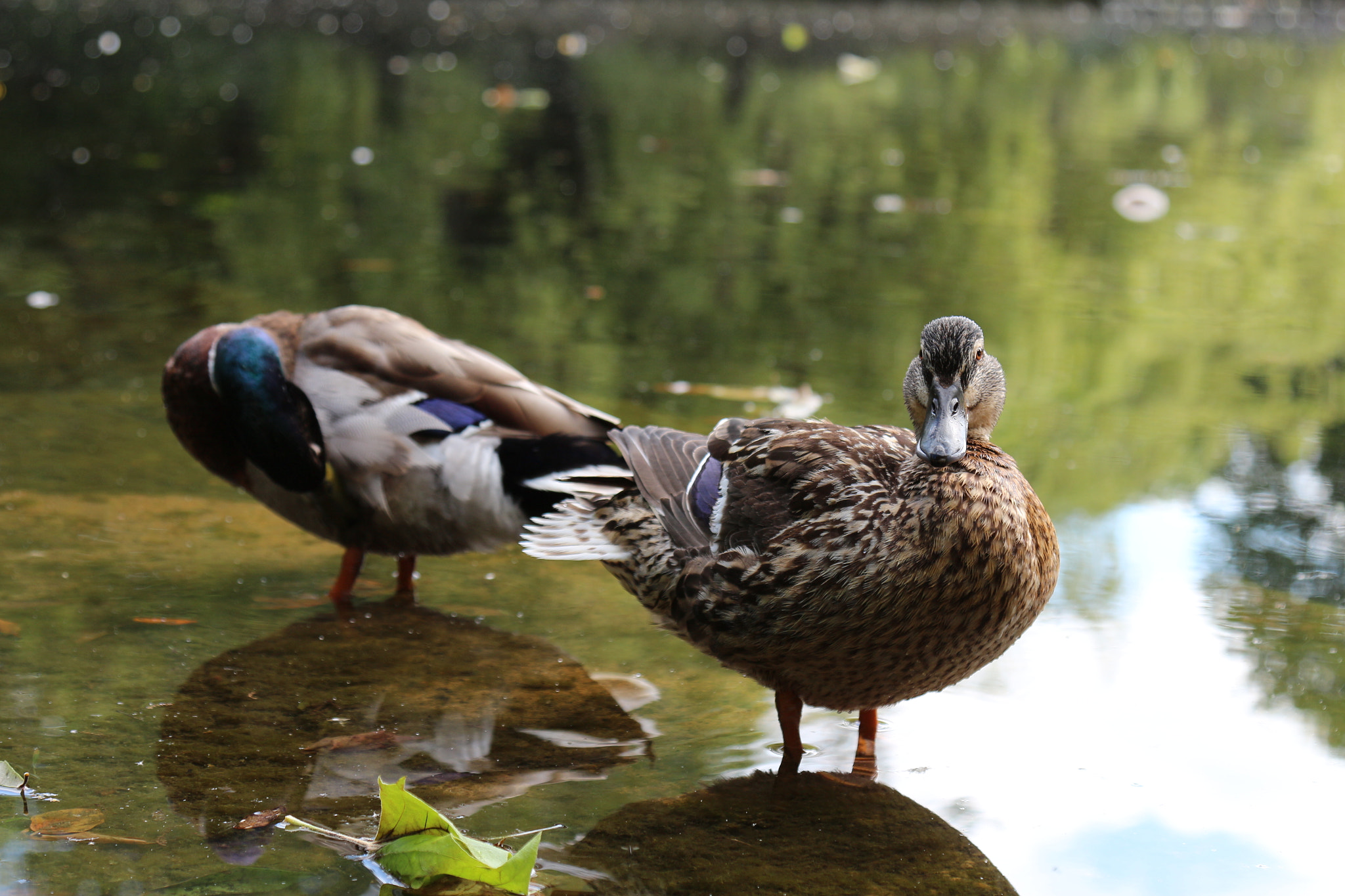 Canon EOS 650D (EOS Rebel T4i / EOS Kiss X6i) sample photo. Pair of ducks photography