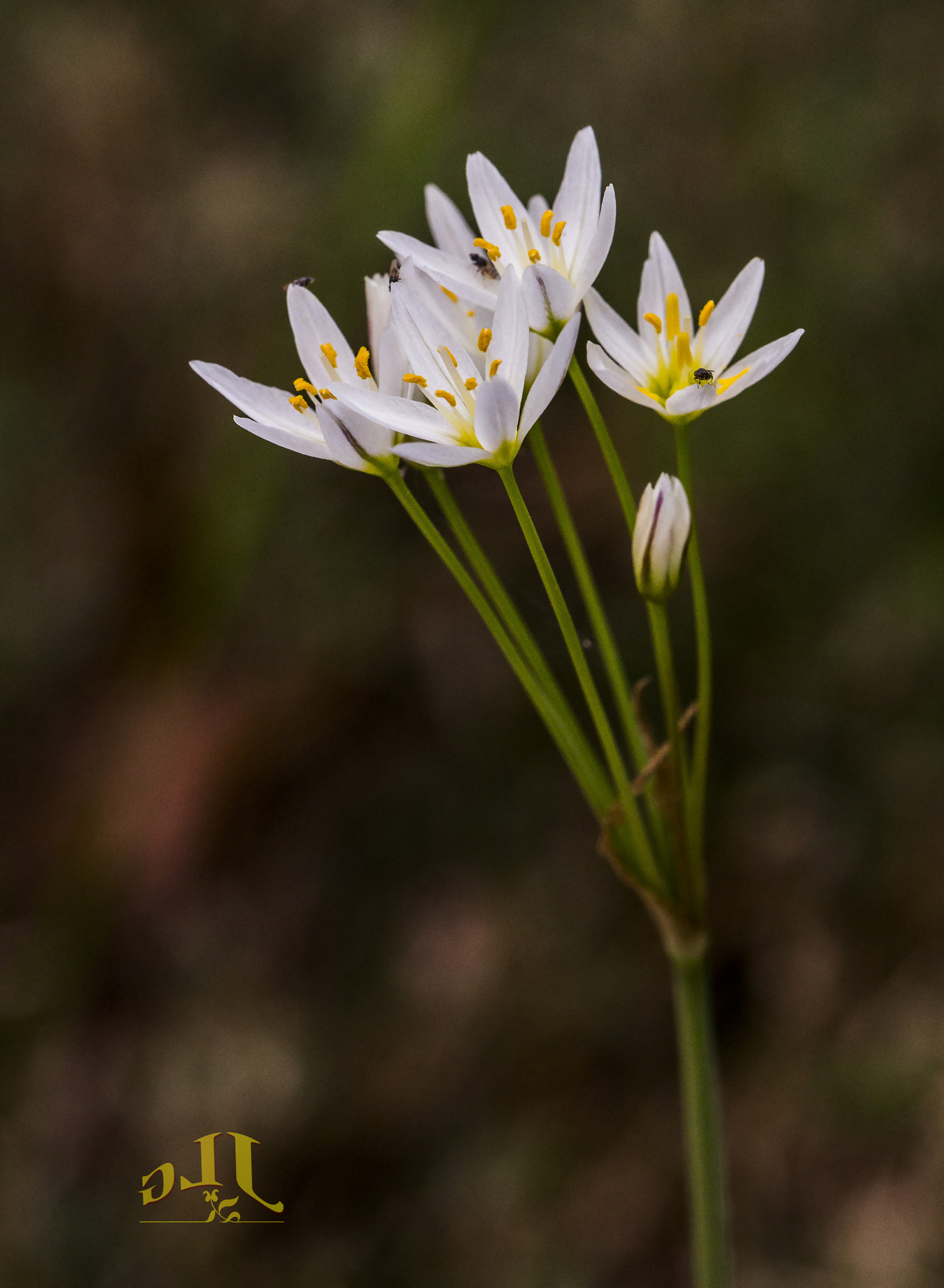 Canon EOS 650D (EOS Rebel T4i / EOS Kiss X6i) sample photo. Little wild ones photography