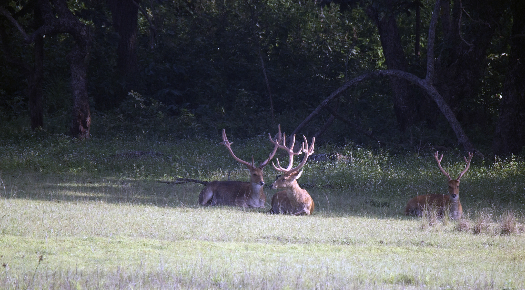 Tamron SP 150-600mm F5-6.3 Di VC USD sample photo. Kanha national  park photography
