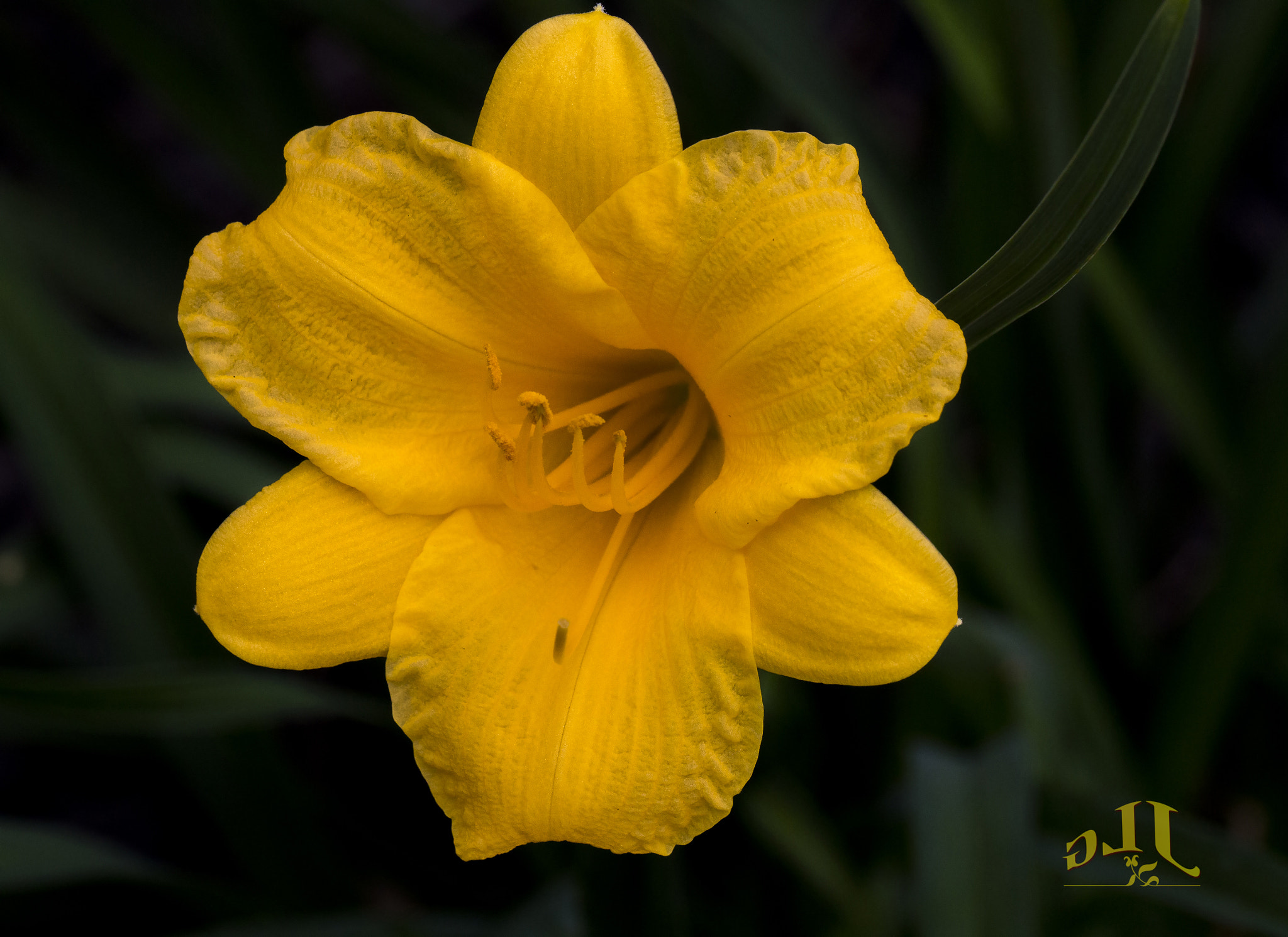 Canon EOS 650D (EOS Rebel T4i / EOS Kiss X6i) sample photo. Lily time photography