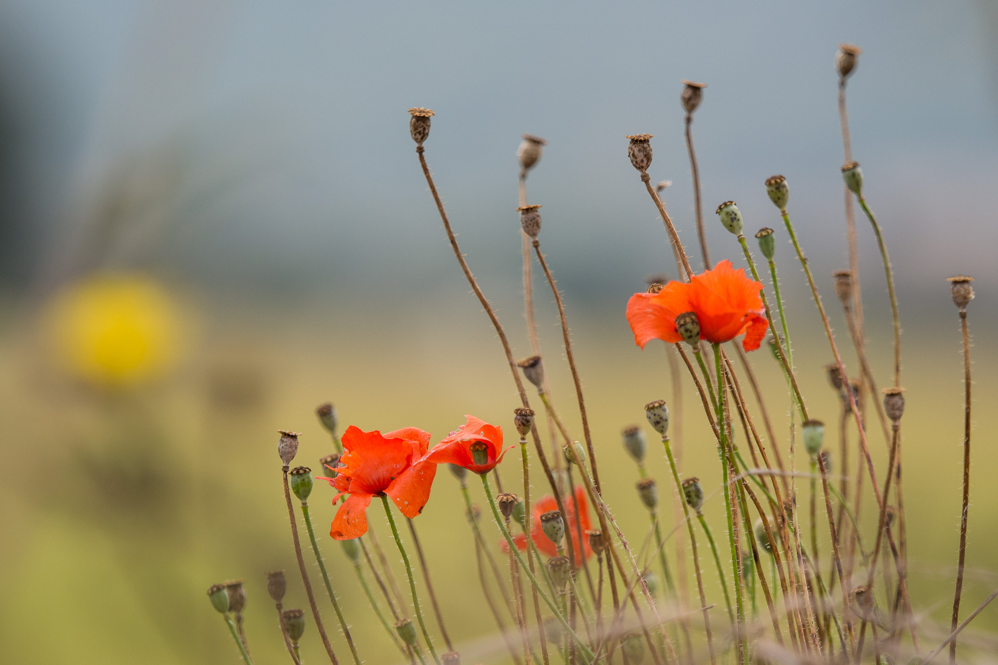 Olympus OM-D E-M10 + Olympus M.Zuiko Digital ED 40-150mm F2.8 Pro sample photo. Autumn poppies photography