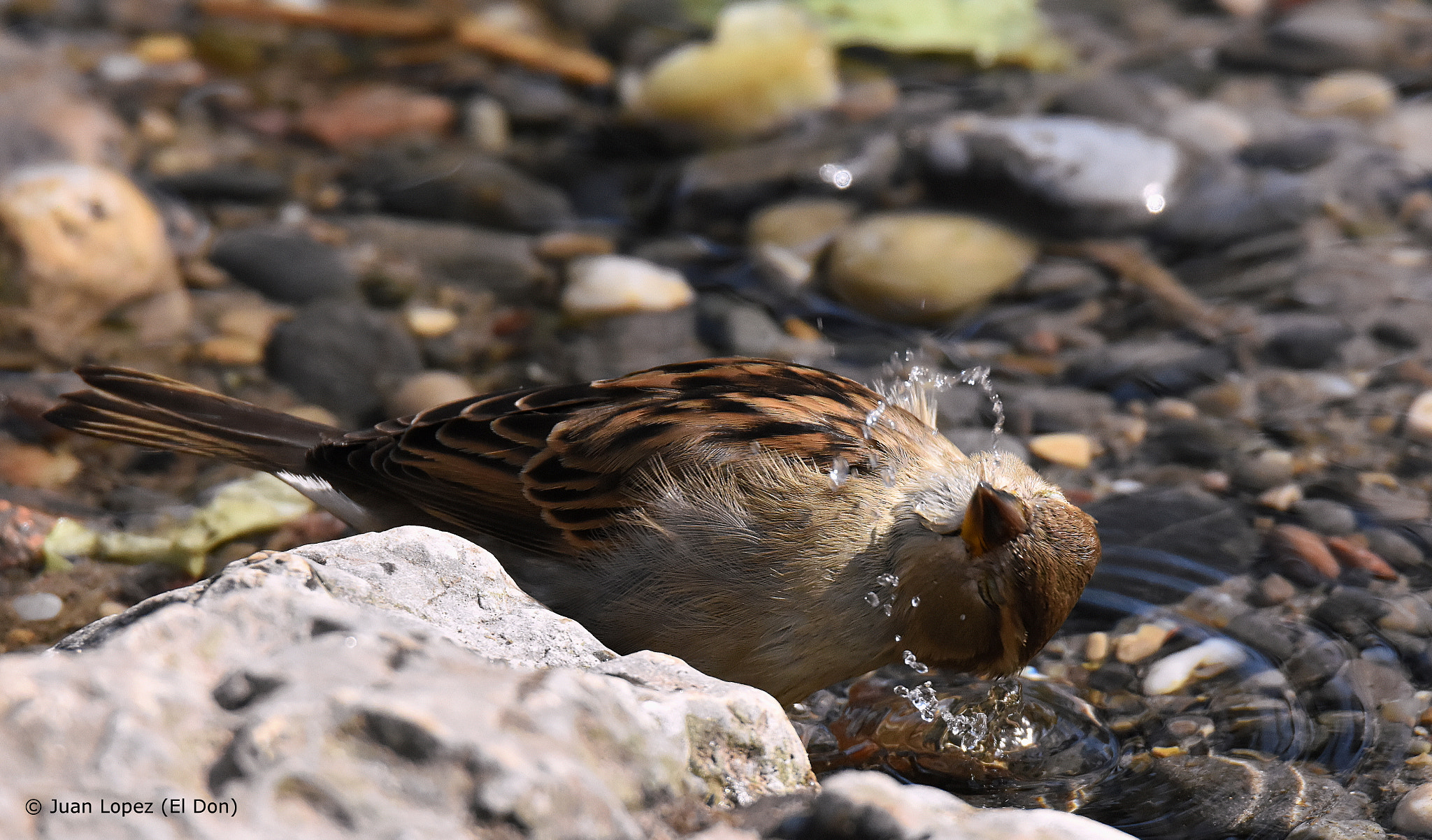Sigma 150-600mm F5-6.3 DG OS HSM | S sample photo. Bird photography