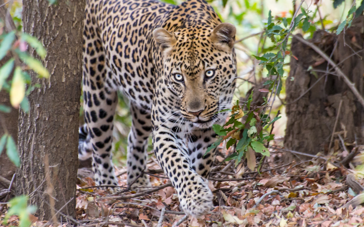 Sigma 70-300mm F4-5.6 APO DG Macro sample photo. Leopard! photography