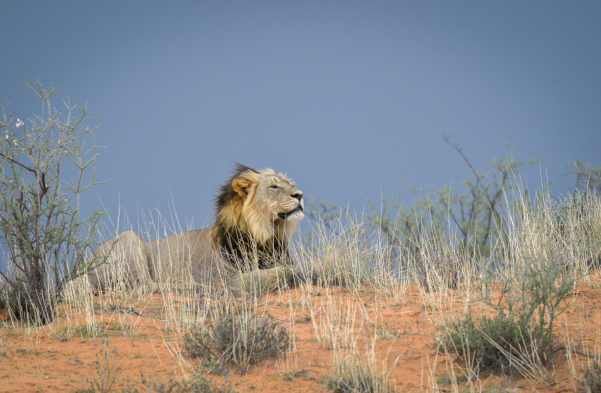 Nikon D4S + Nikon AF-S Nikkor 500mm F4G ED VR sample photo. King in the wind photography