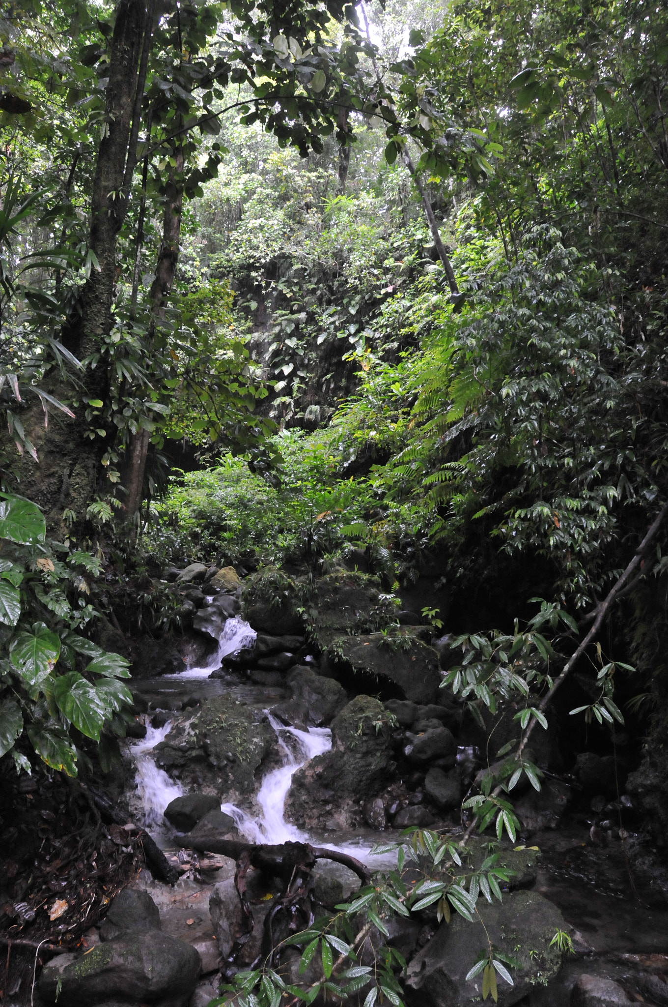 Nikon D300 sample photo. Dominica photography