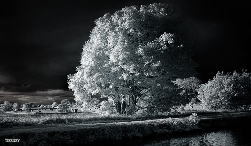 Nikon D70 sample photo. Tree at dusk photography