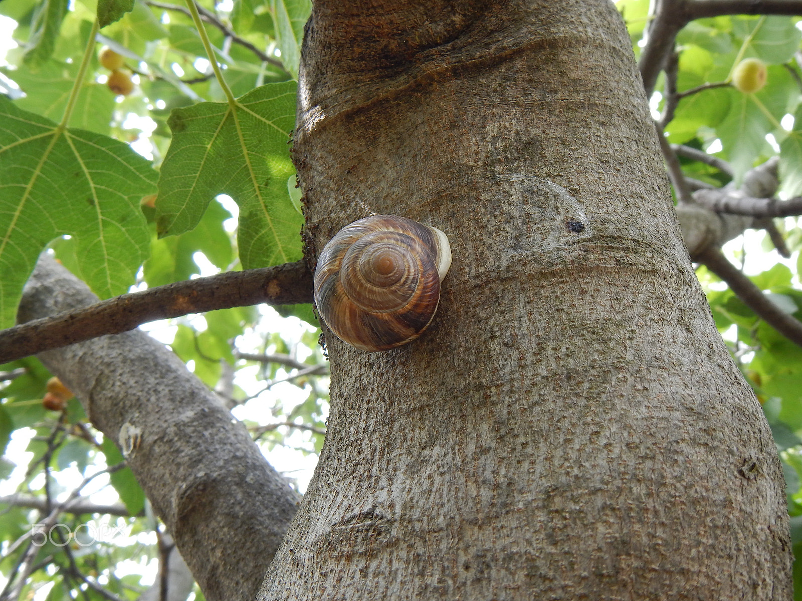 Nikon Coolpix AW110 sample photo. Snail on fig tree photography