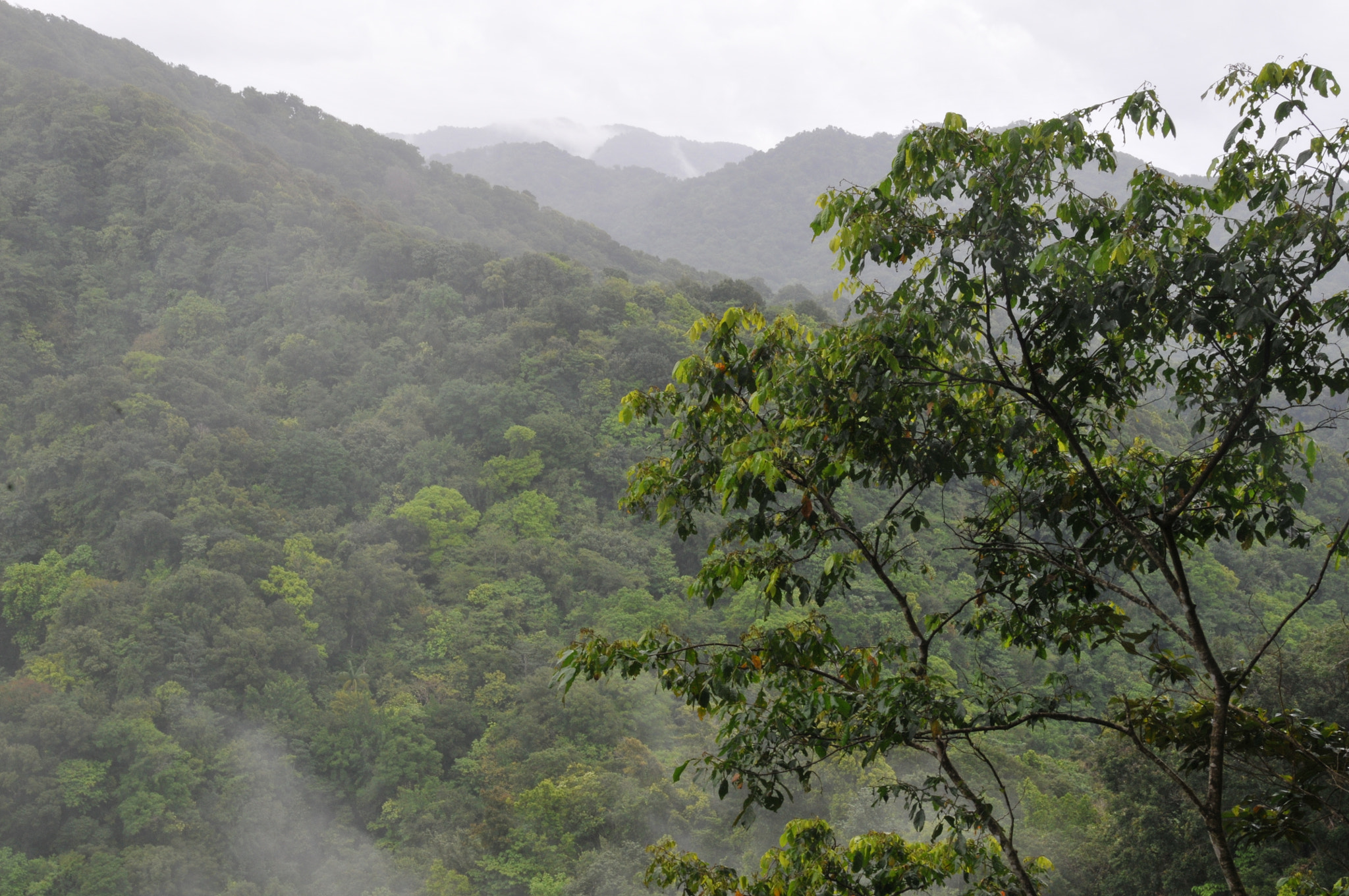 Nikon D300 sample photo. Dominica photography