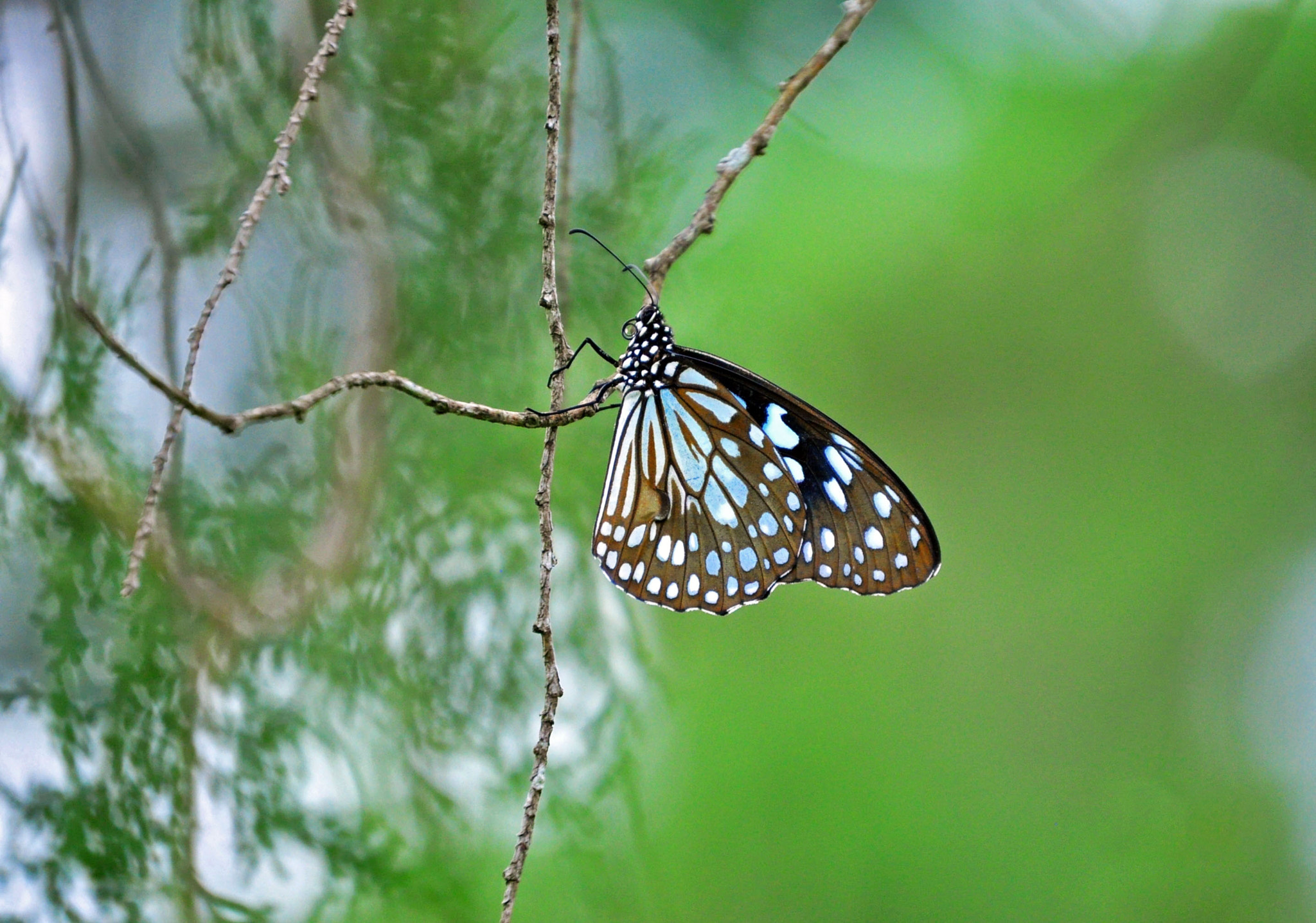 Nikon D5000 sample photo. Hang on photography