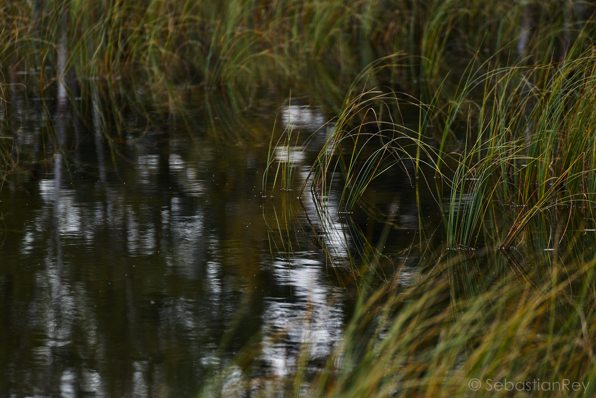 Tamron SP 70-300mm F4-5.6 Di USD sample photo. The sound of silence. photography