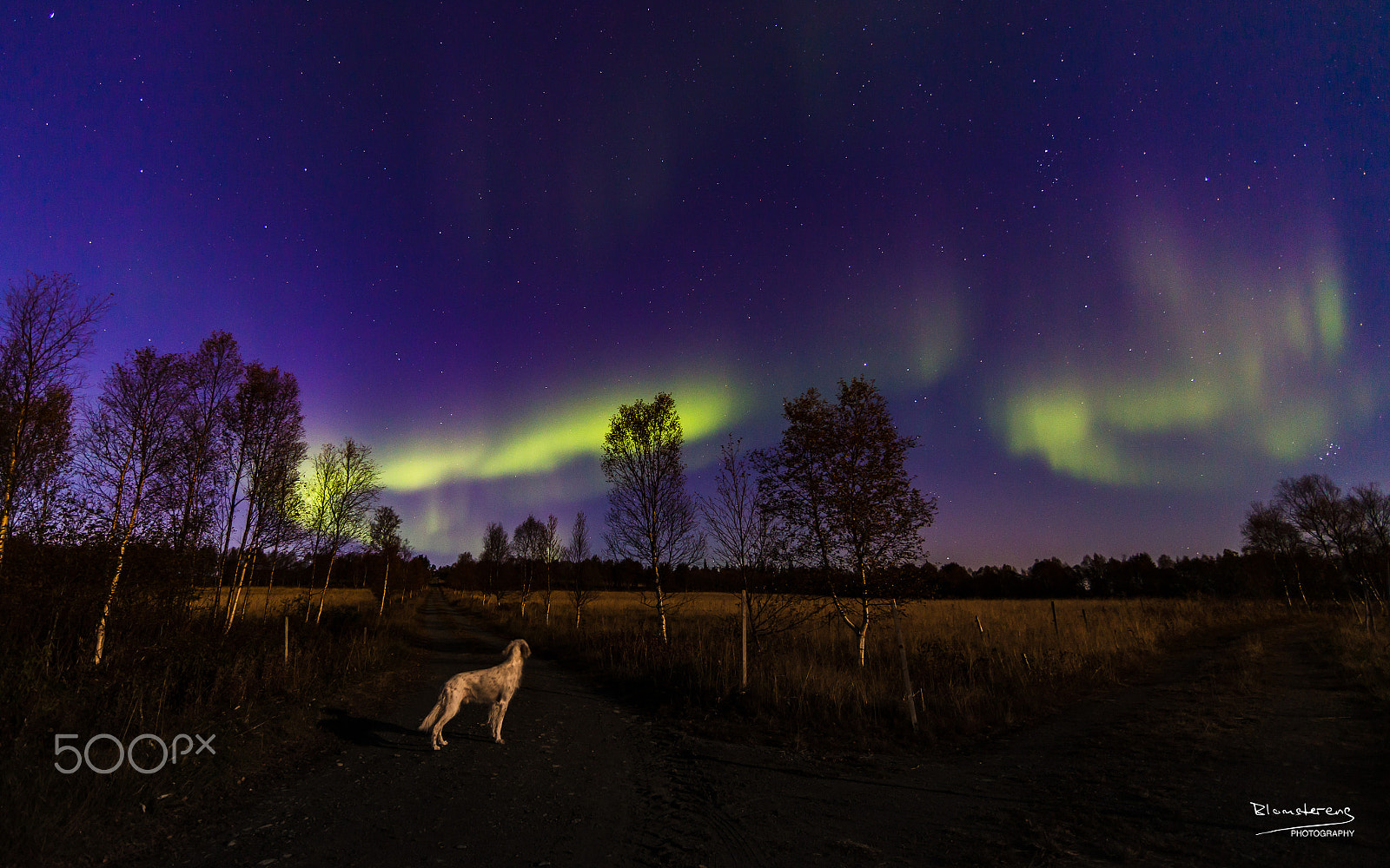 Canon EF 14mm F2.8L II USM sample photo. Vegas the dog watching the night sky photography