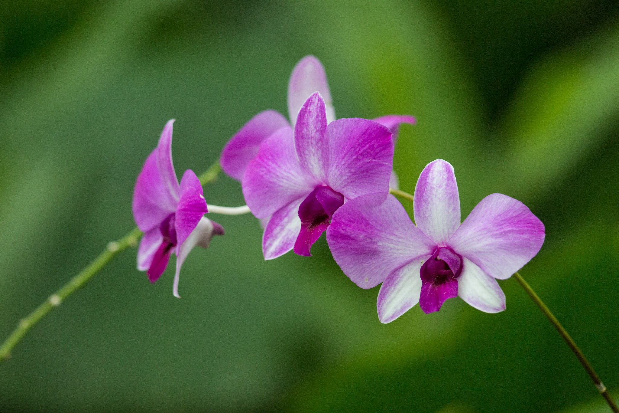 Canon EOS 70D + Canon EF 300mm F2.8L IS II USM sample photo. Orchids photography