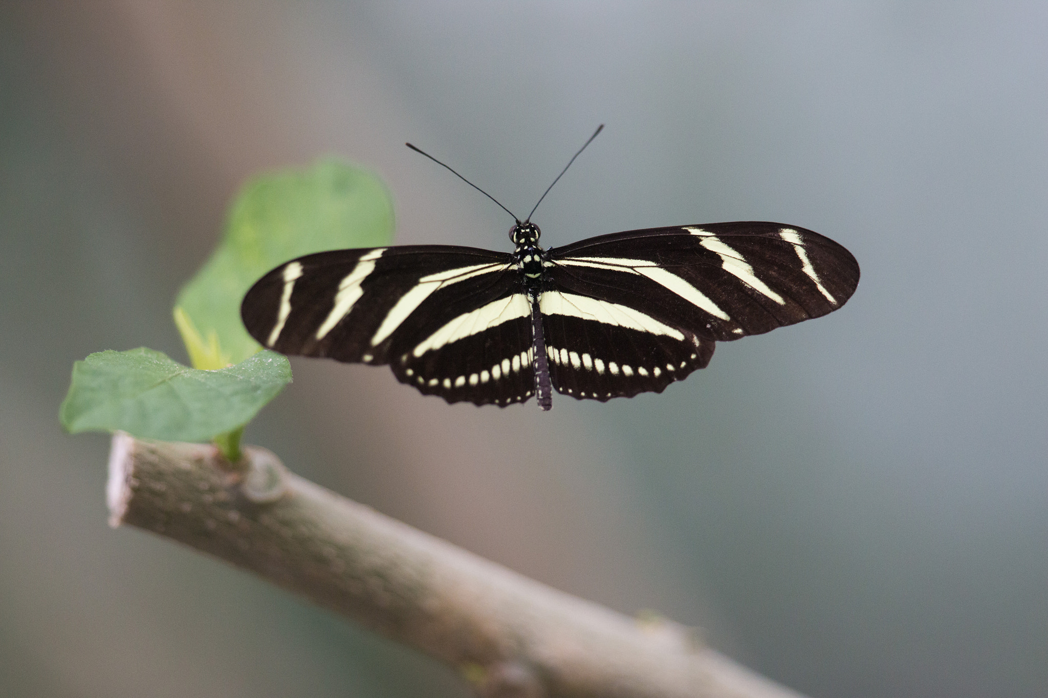 Canon EF 300mm F2.8L IS II USM sample photo. Butterfly photography