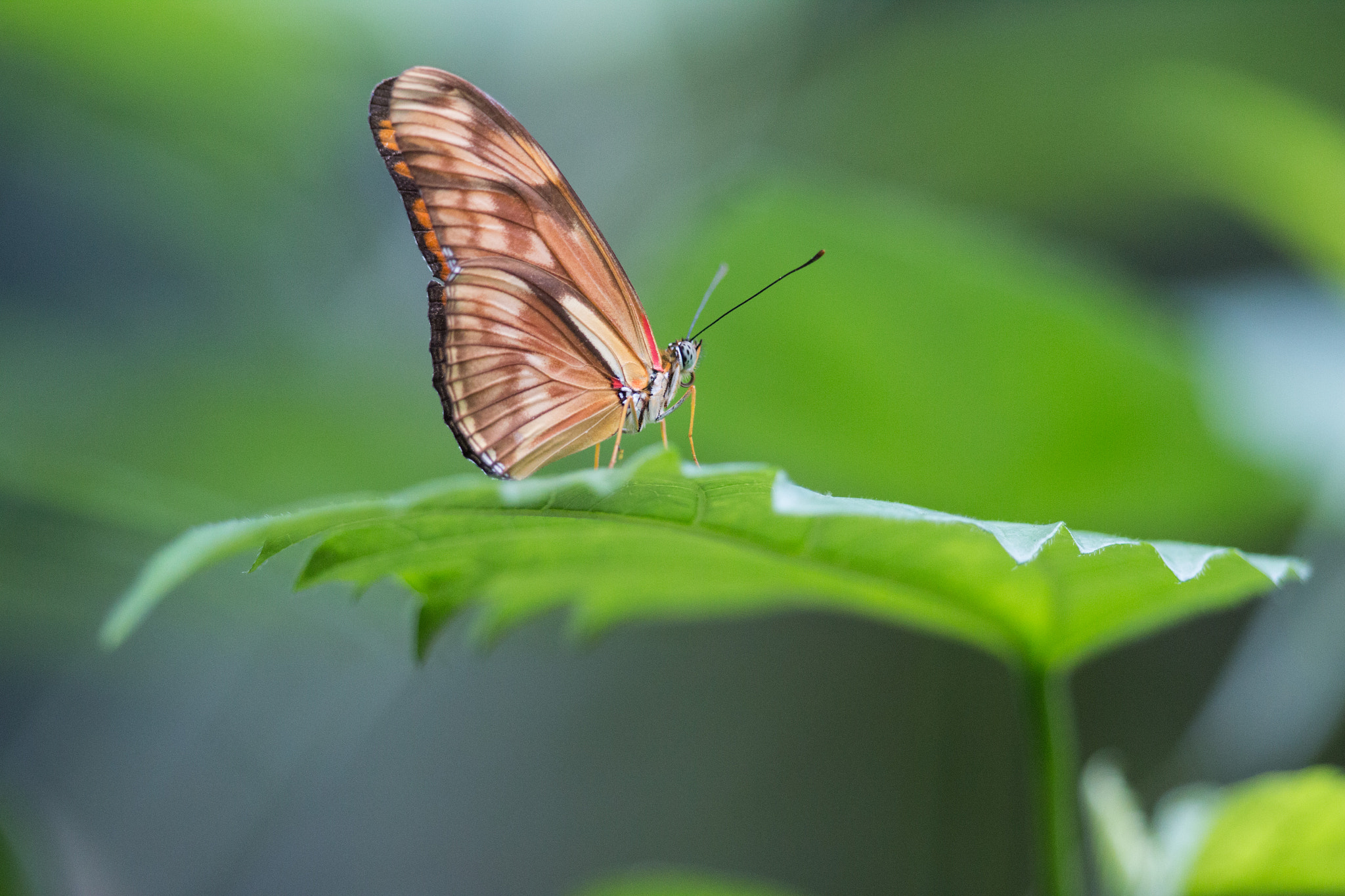 Canon EF 300mm F2.8L IS II USM sample photo. Butterfly photography