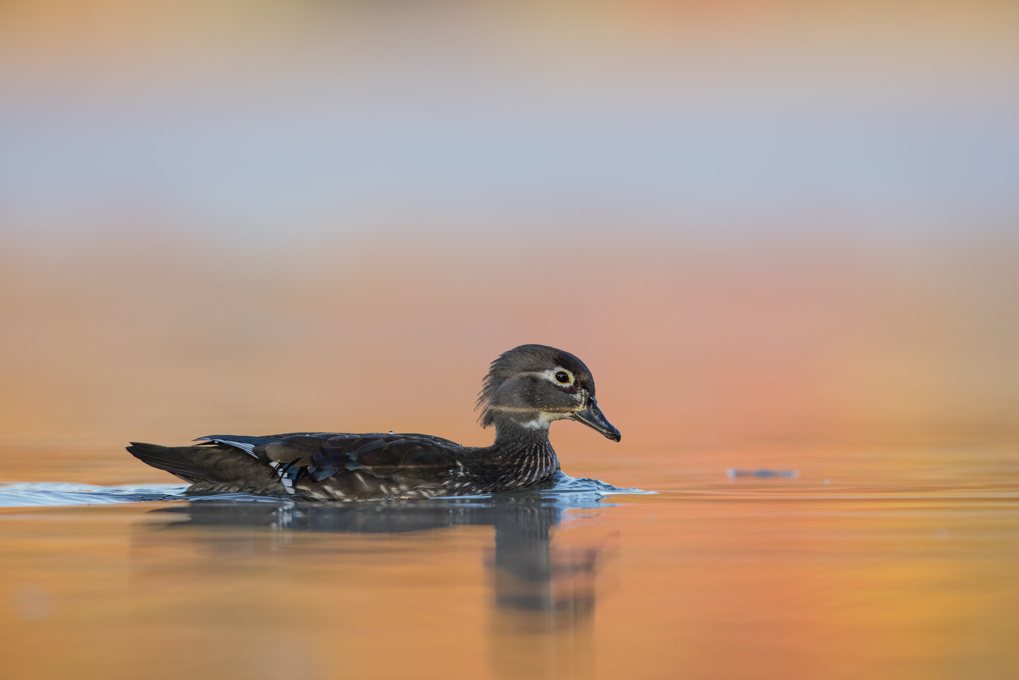 Canon EF 600mm F4L IS II USM sample photo. Wood duck in autumn reflections photography