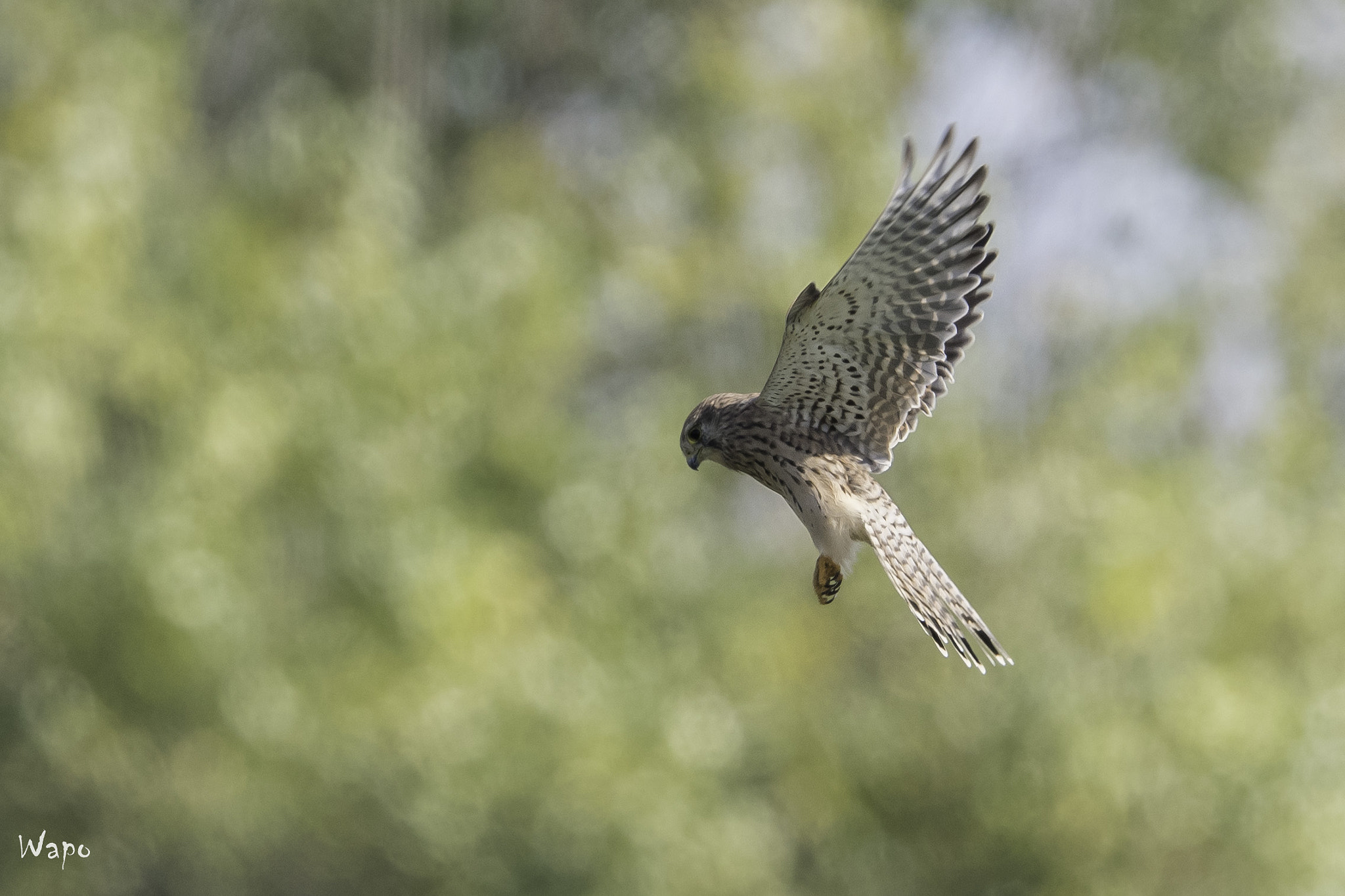 Nikon D500 + Nikon AF-S Nikkor 500mm F4E FL ED VR sample photo. Kestrel photography