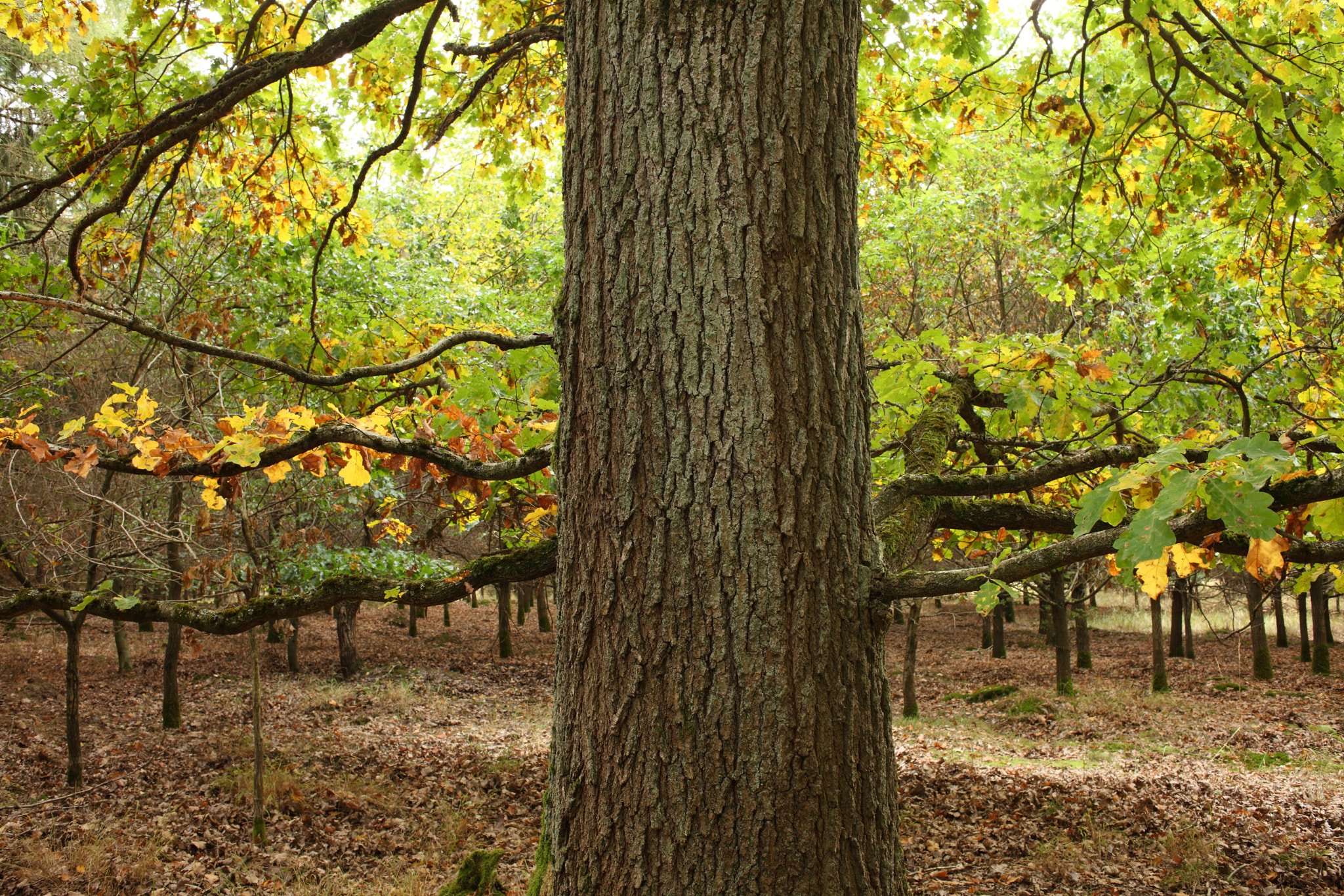 Canon EOS 5D Mark II + Canon EF 35mm F2 sample photo. Autumn colours photography