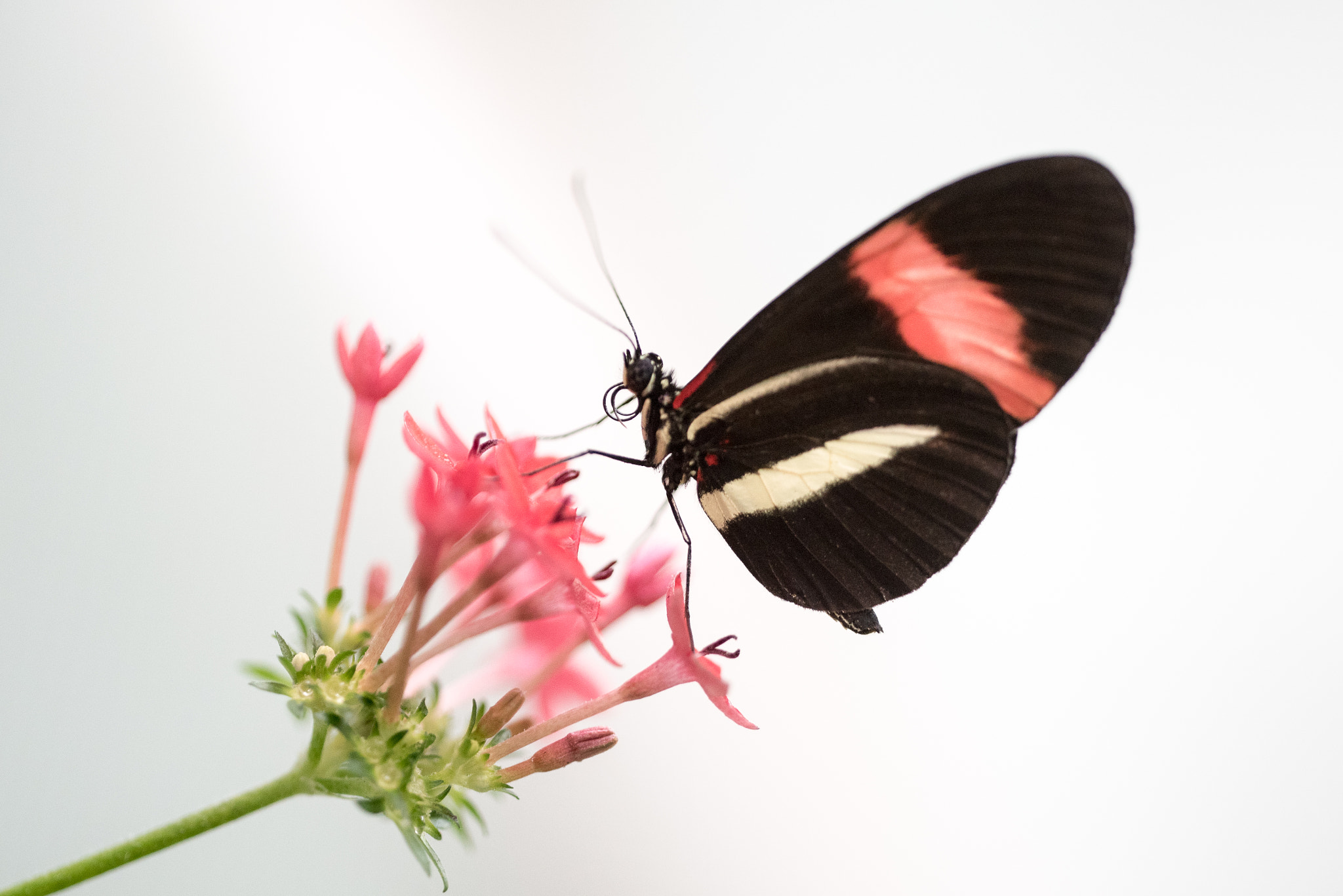Nikon D750 + Sigma 150mm F2.8 EX DG OS Macro HSM sample photo. Heliconius butterfly photography