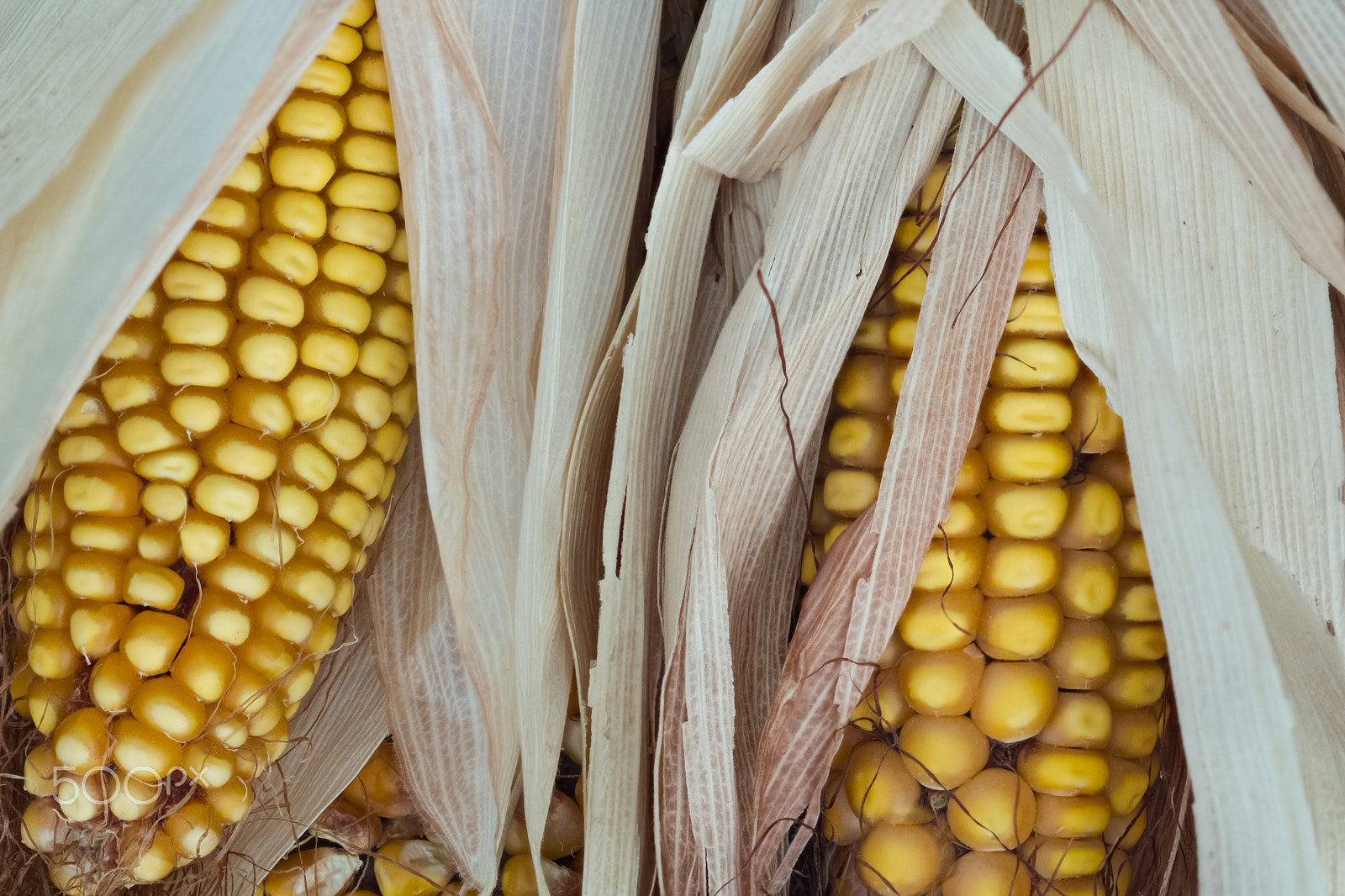 Canon EF 100mm F2.8 Macro USM sample photo. Cobs of corn with grain, silk and dry leaves photography