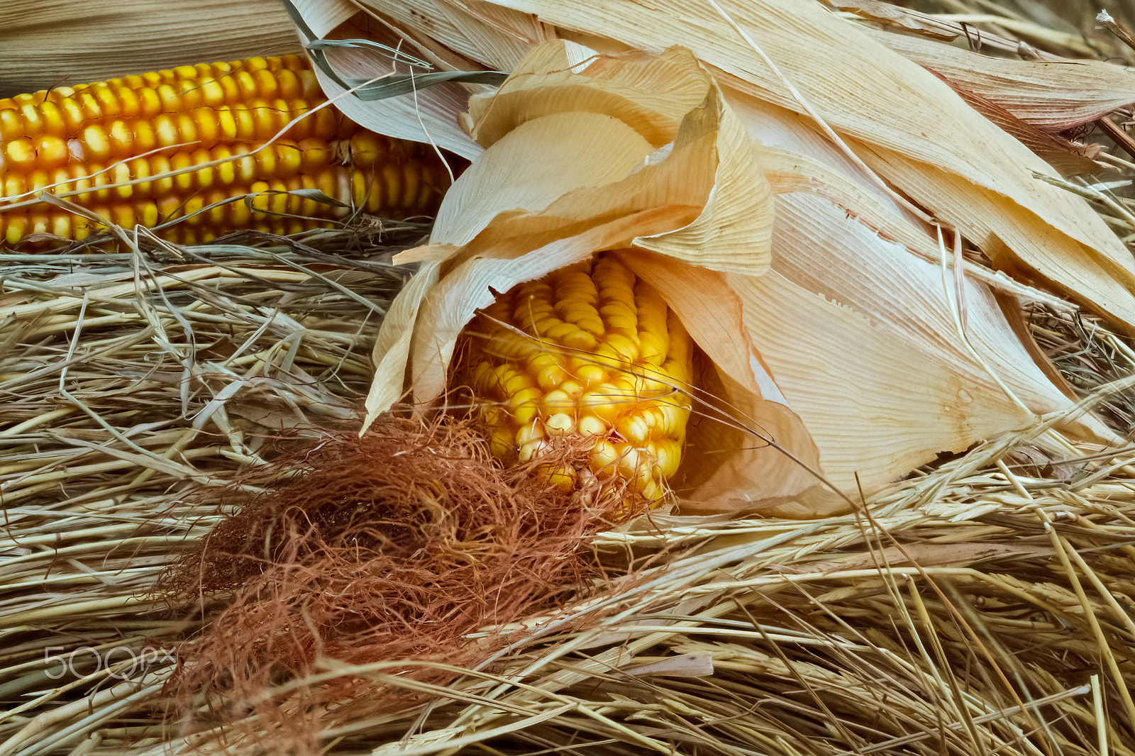 Canon EF 100mm F2.8 Macro USM sample photo. Cobs of yellow corn lying on the hay photography