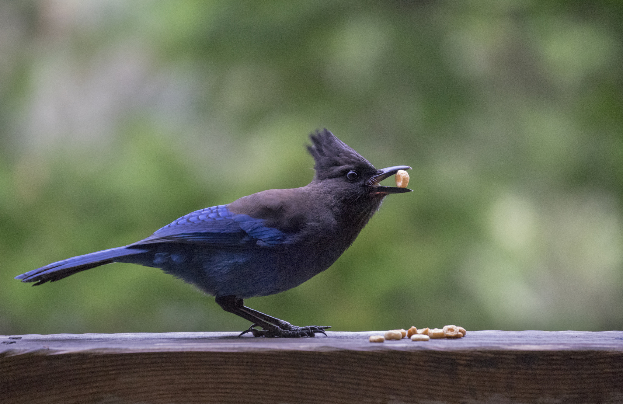 Sony 70-300mm F4.5-5.6 G SSM sample photo. The thief photography