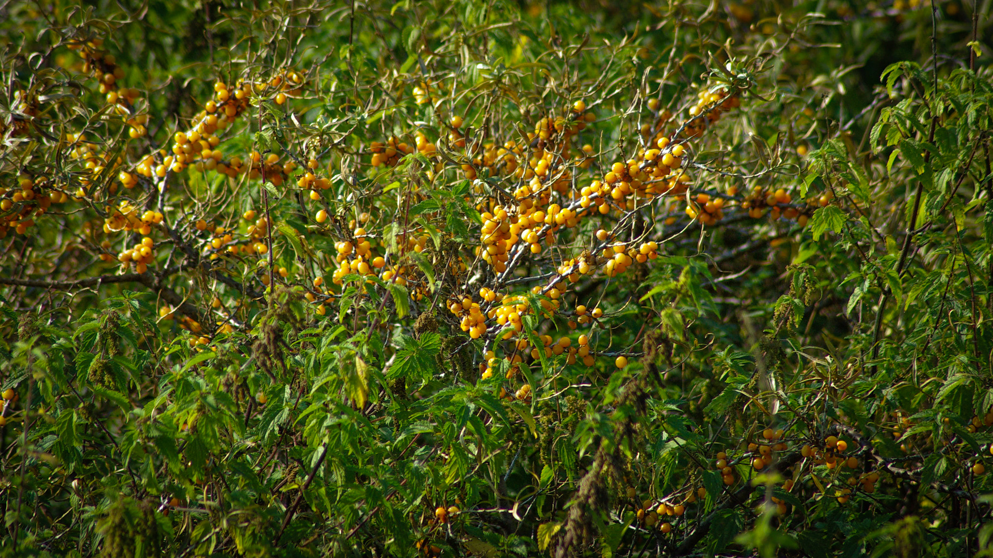 Pentax K10D sample photo. Orange berries of common sea-buckthorn photography