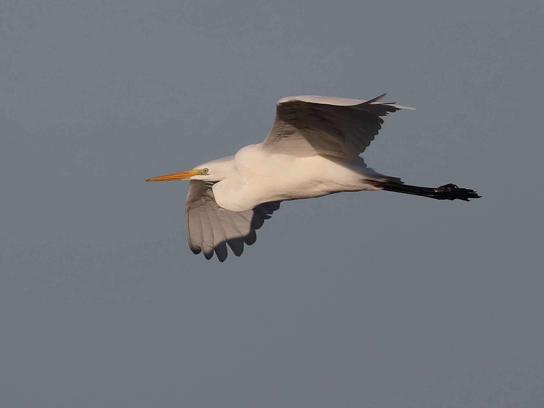 Canon EF 500mm F4L IS II USM sample photo. Great white egret photography