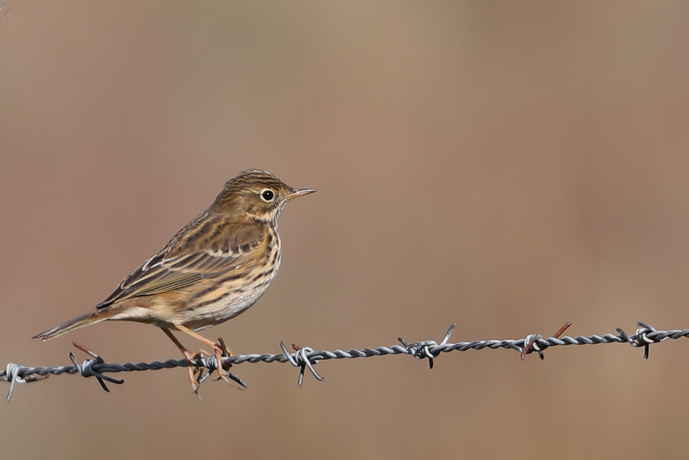 Canon EOS-1D X Mark II + Canon EF 500mm F4L IS II USM sample photo. Meadow pipit photography