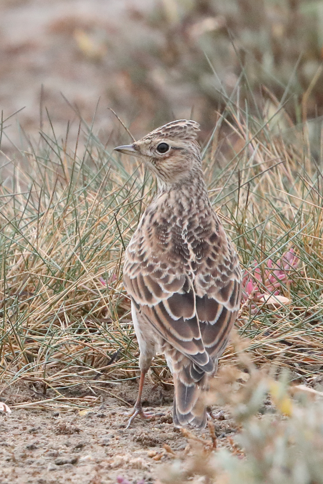 Canon EF 500mm F4L IS II USM sample photo. Skylark photography