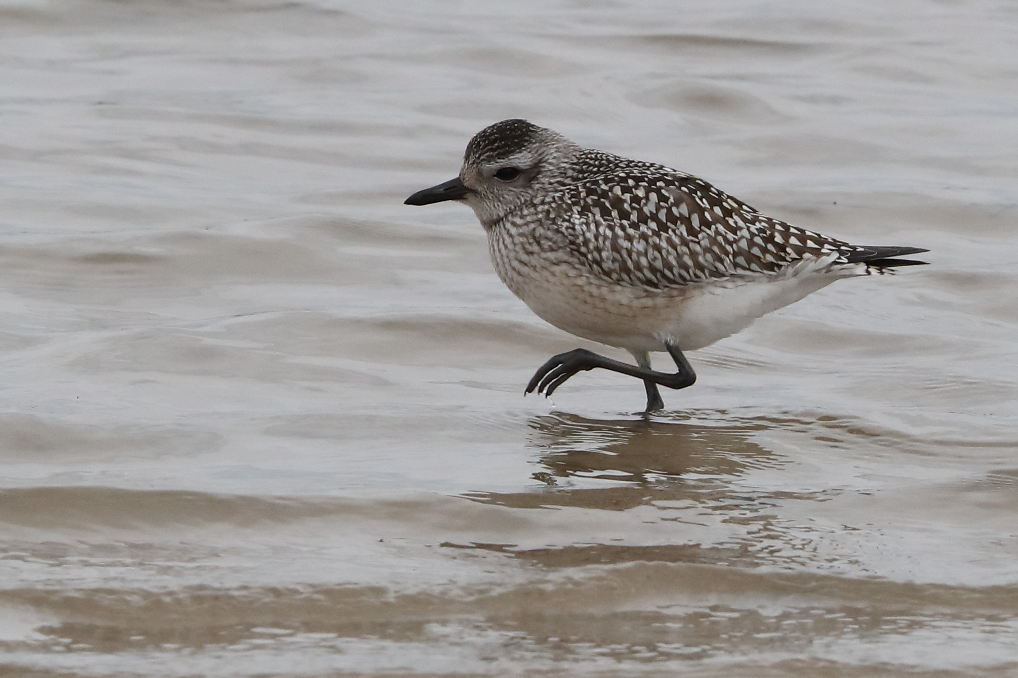 Canon EF 500mm F4L IS II USM sample photo. Grey plover photography