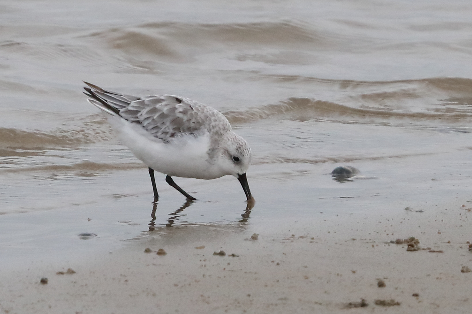 Canon EOS-1D X Mark II + Canon EF 500mm F4L IS II USM sample photo. Sanderling photography