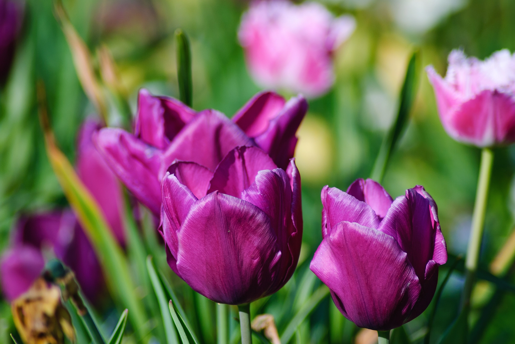 Nikon D60 sample photo. Tulip photography