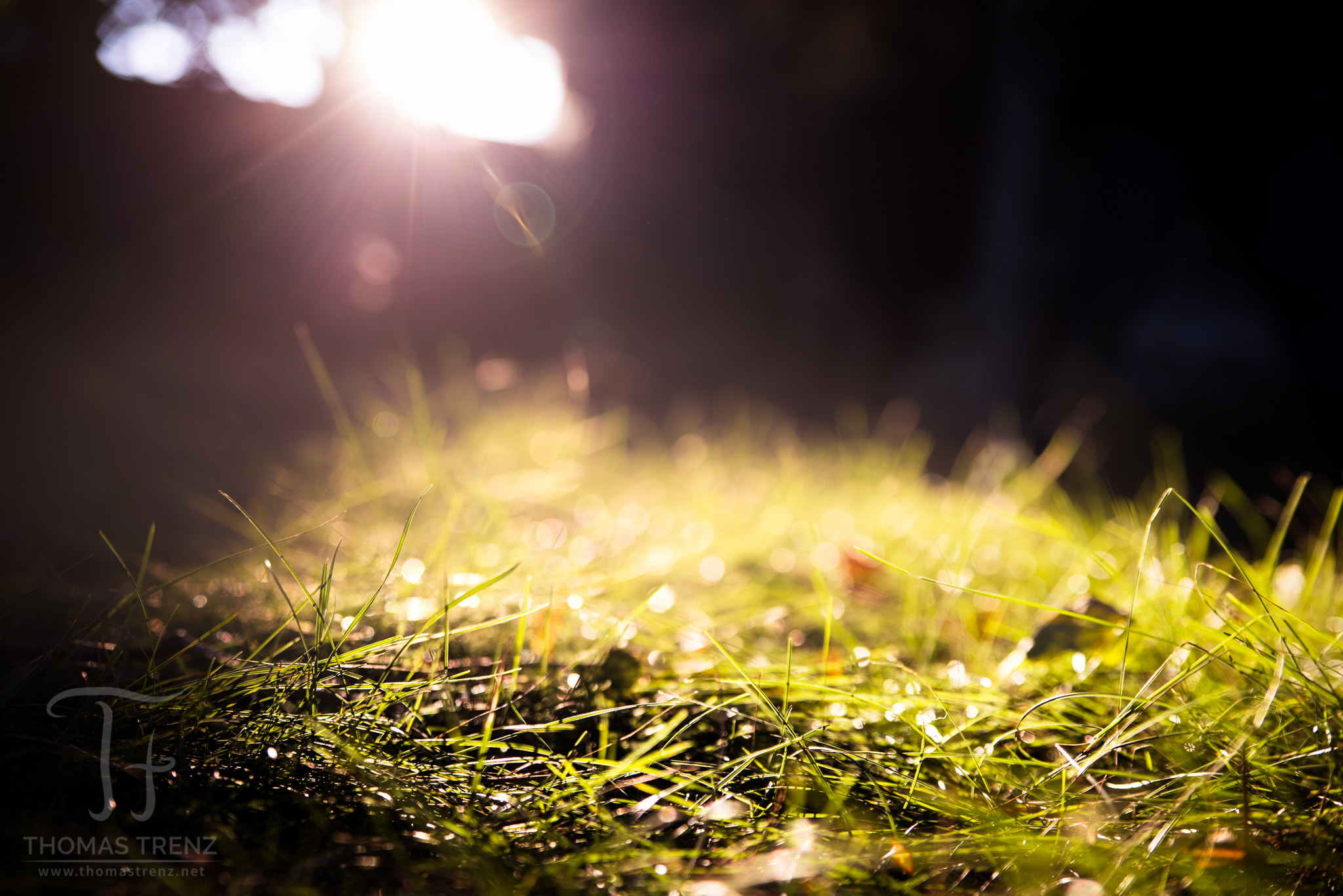Nikon D600 sample photo. Foggy light photography