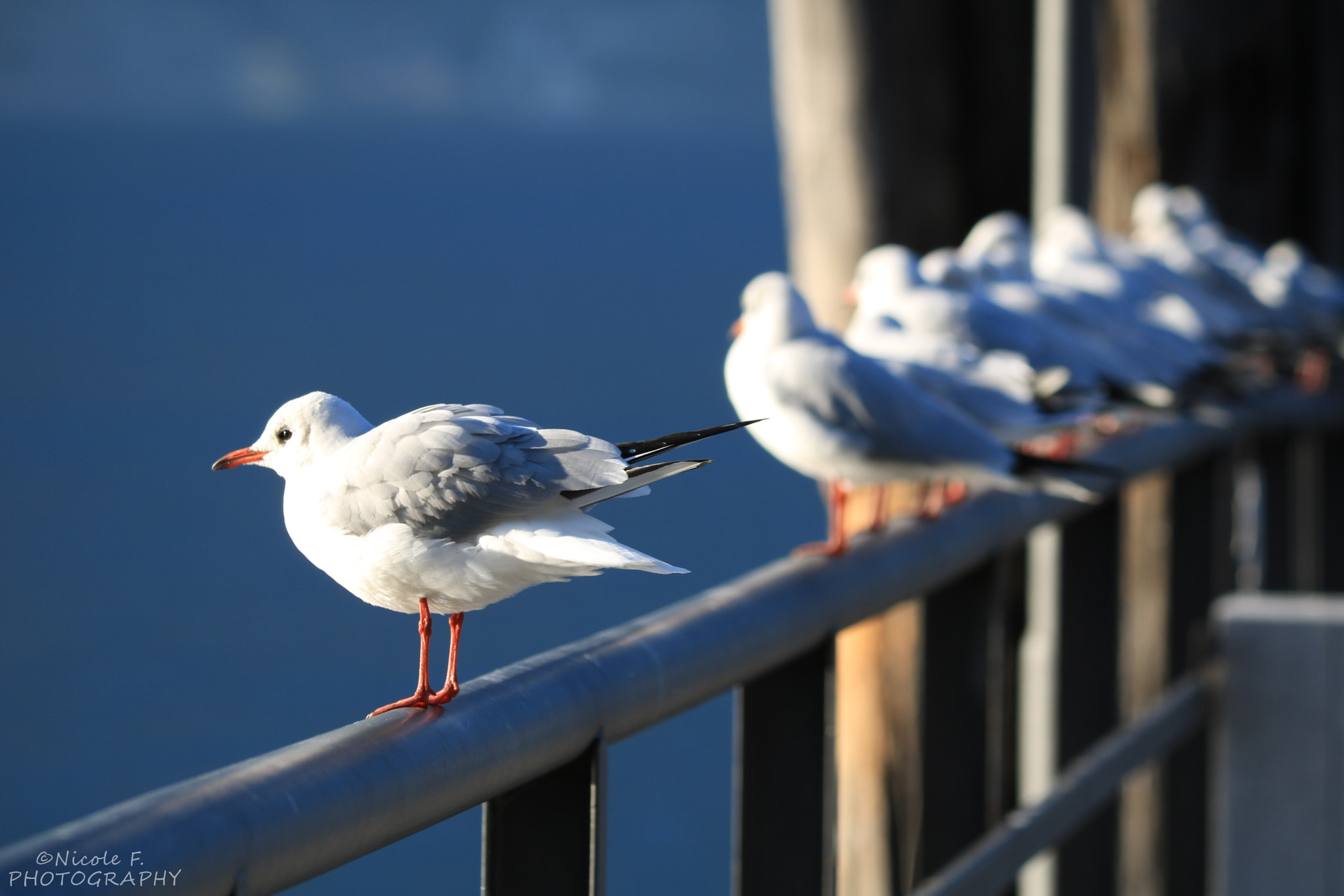 Canon EOS 760D (EOS Rebel T6s / EOS 8000D) sample photo. Little bird  photography