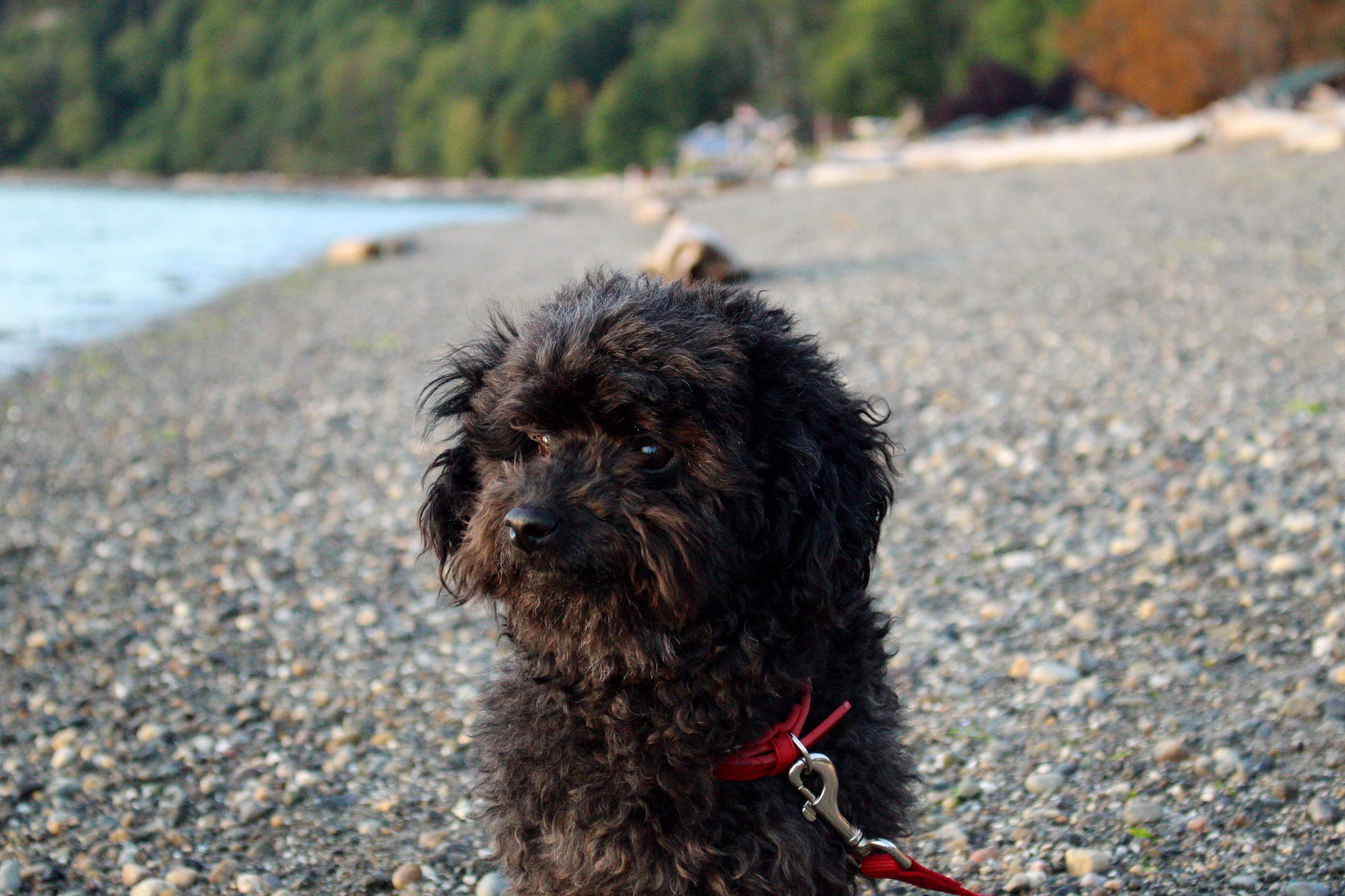 Canon EOS 100D (EOS Rebel SL1 / EOS Kiss X7) sample photo. Teddy photography