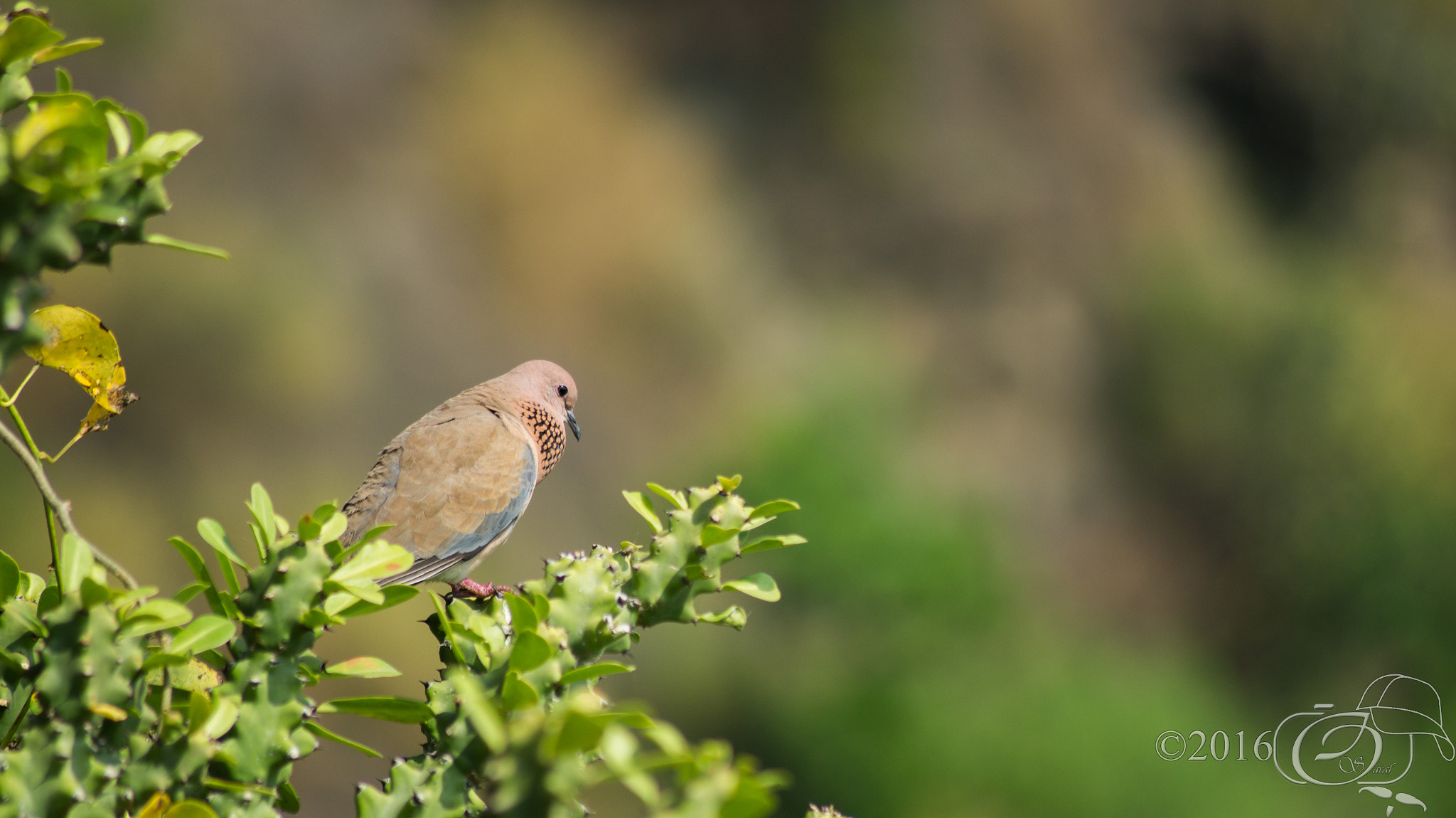 Sony 75-300mm F4.5-5.6 sample photo. Laughing dove photography