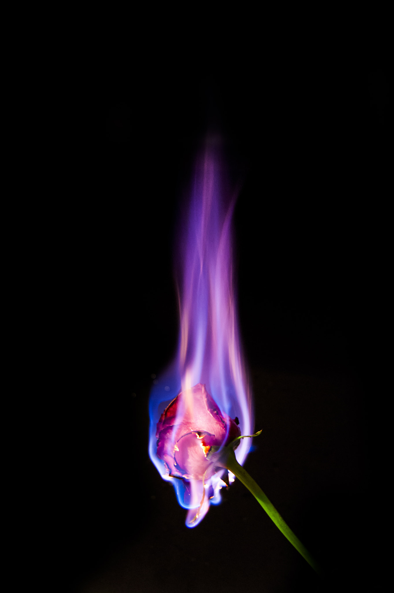 Sony Alpha DSLR-A390 + Sony DT 18-55mm F3.5-5.6 SAM sample photo. Fire flower photography