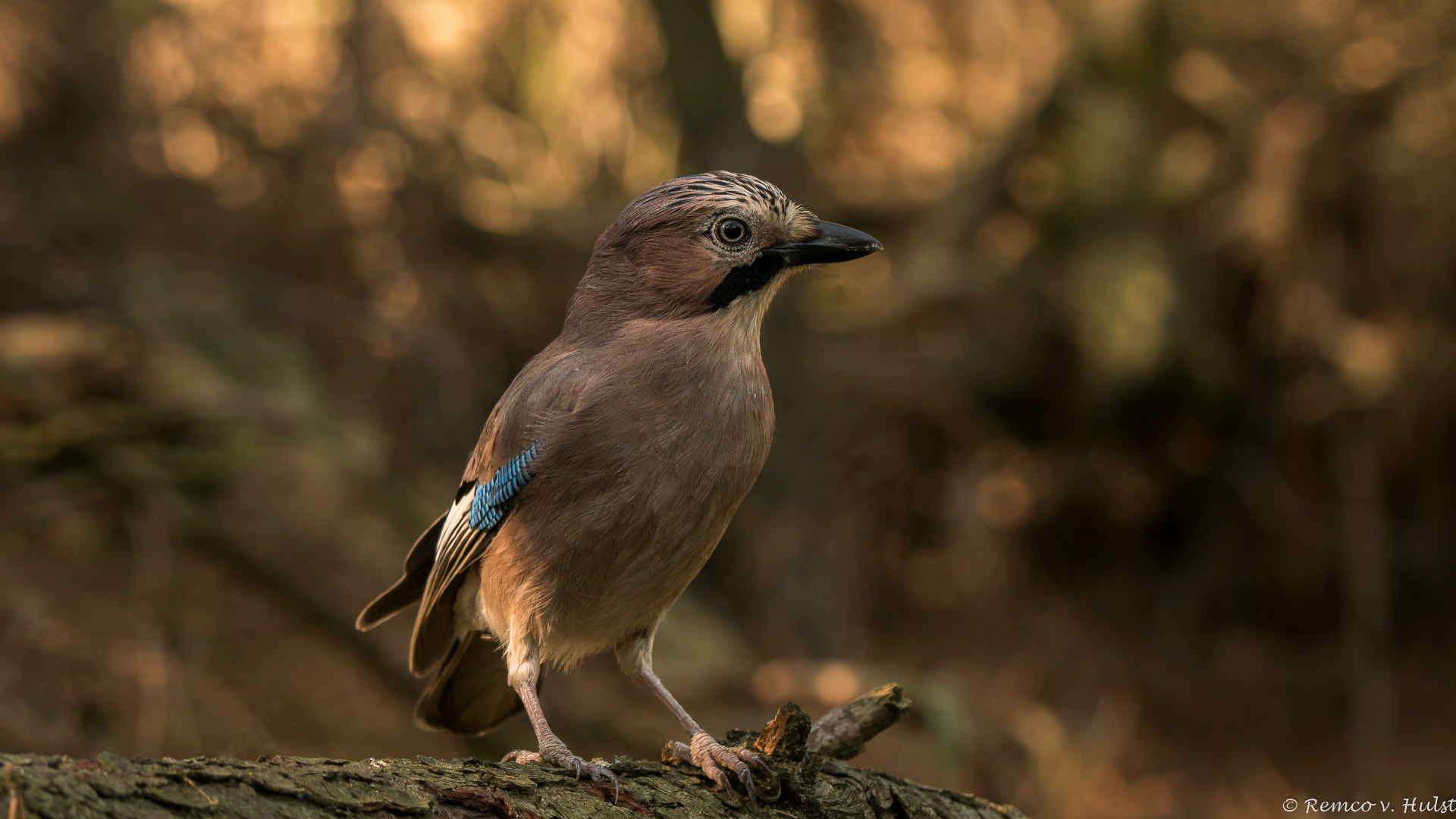 Sony ILCA-77M2 + Tamron SP 150-600mm F5-6.3 Di VC USD sample photo. Eurasian jay  photography