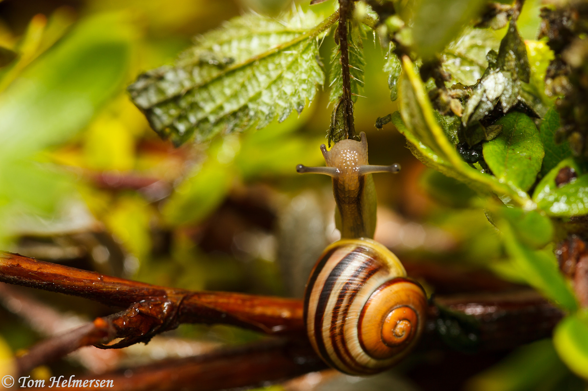 Canon EOS 5D Mark II + Sigma 105mm F2.8 EX DG Macro sample photo. Life is hard for a snail photography