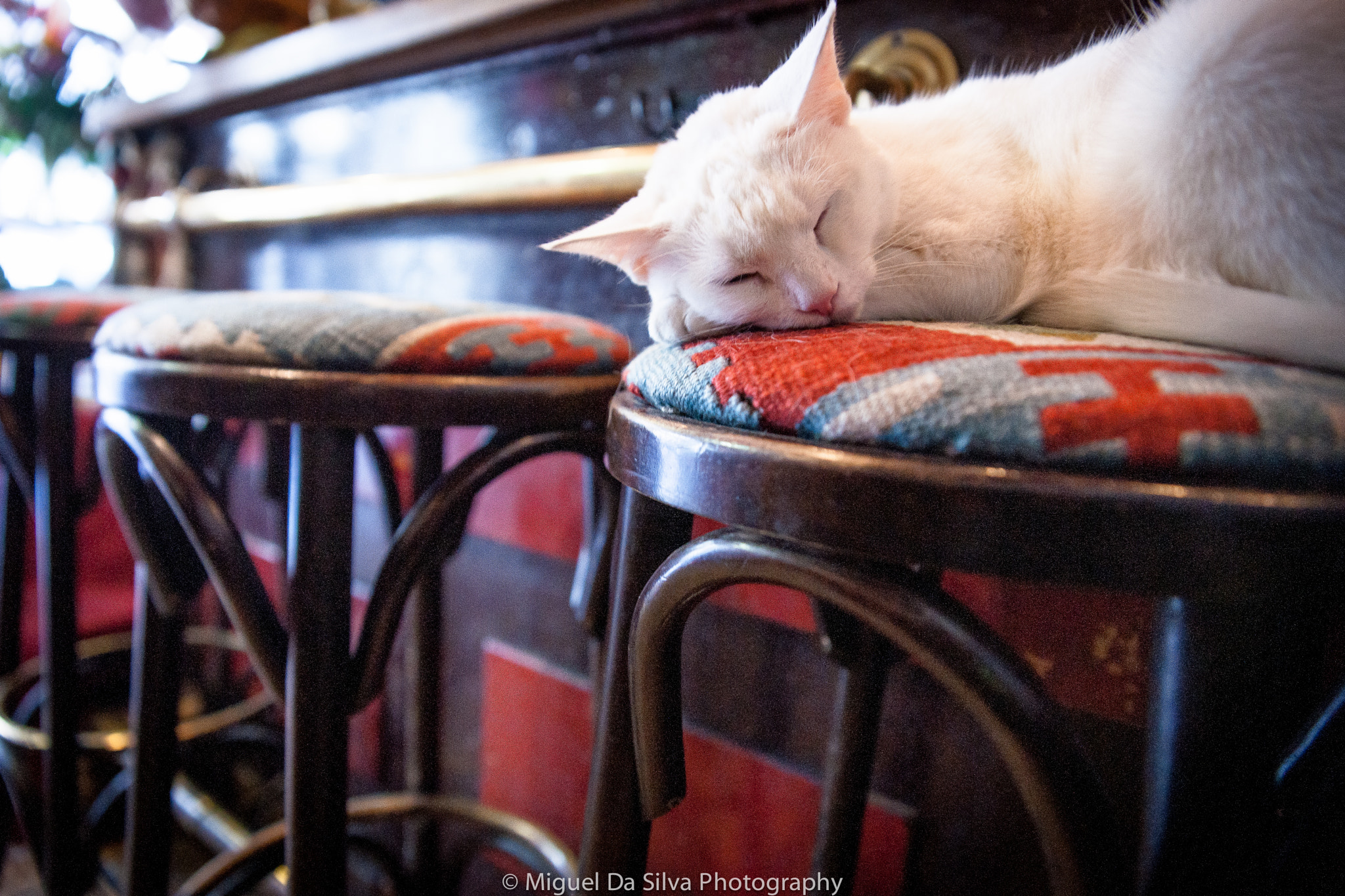 Sony Alpha DSLR-A900 sample photo. Martha, cat from "lost in amsterdam lounge cafe" photography