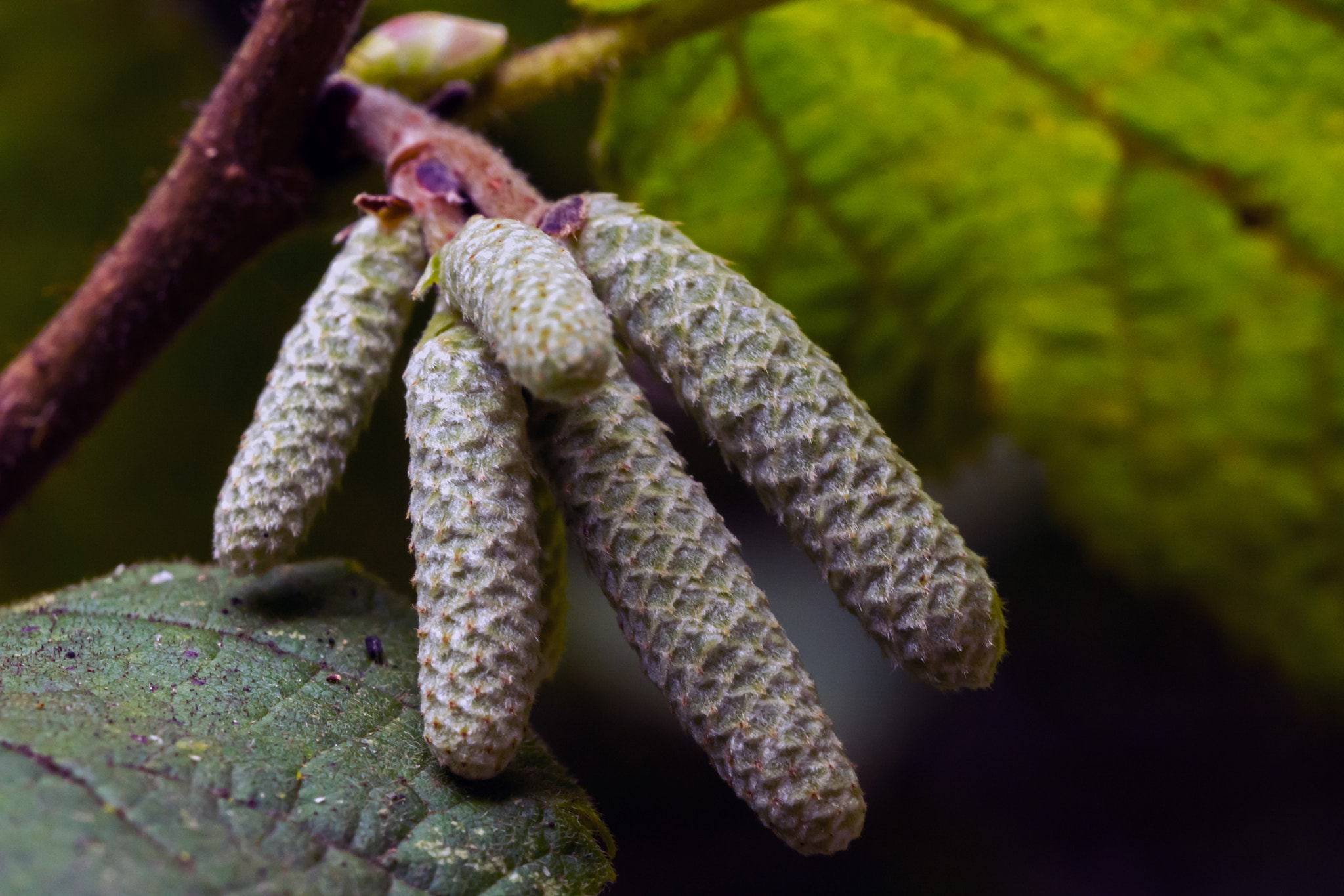 Nikon D7100 + AF Micro-Nikkor 60mm f/2.8 sample photo. A bunch of fives. photography