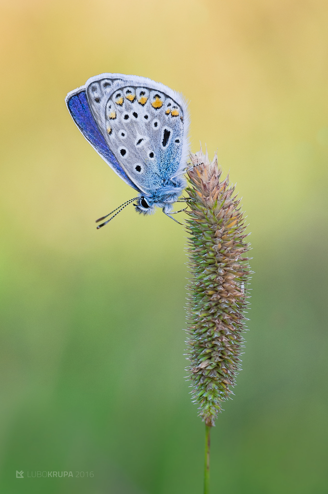 Pentax K-r sample photo. Polyommatus icarus photography