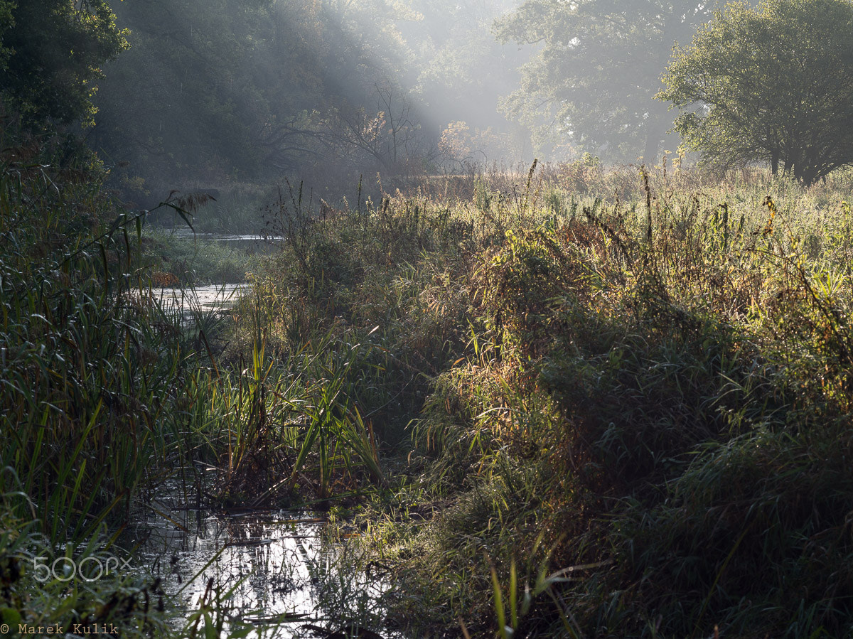 Pentax 645D + smc PENTAX-FA 645 200mm F4 [IF] sample photo. Rogalin photography